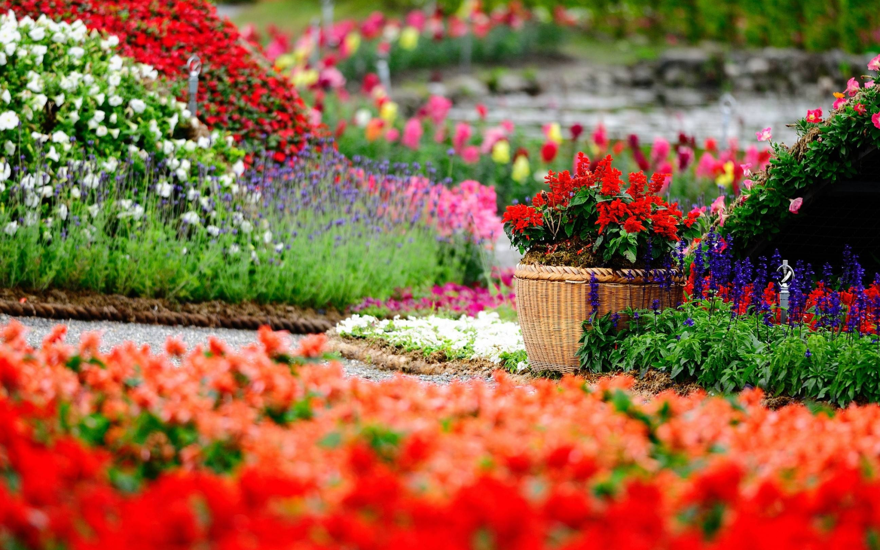 Flower garden enchantment, Captivating blooms, Natural wonders, Serene beauty, 2880x1800 HD Desktop