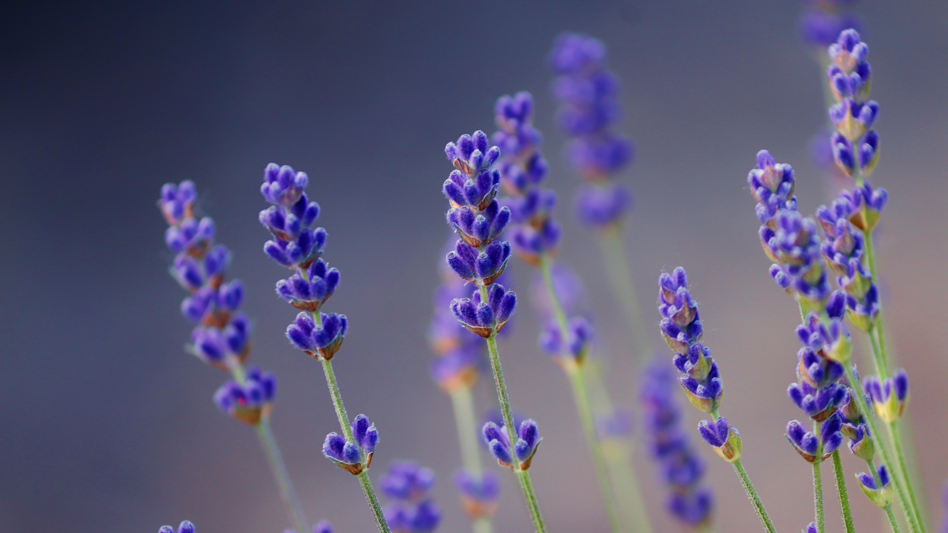 Lavender flowers, 4K wallpaper, 3840x2160 4K Desktop