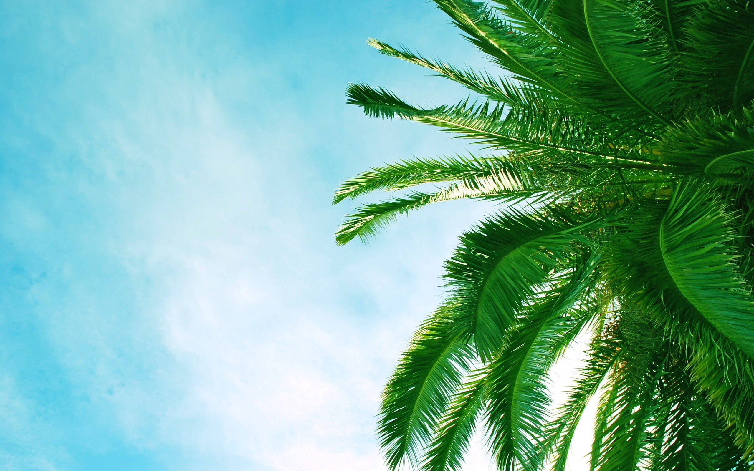 Palm leaves desktop wallpaper, Exotic foliage, Botanical beauty, Nature's artwork, 2560x1600 HD Desktop