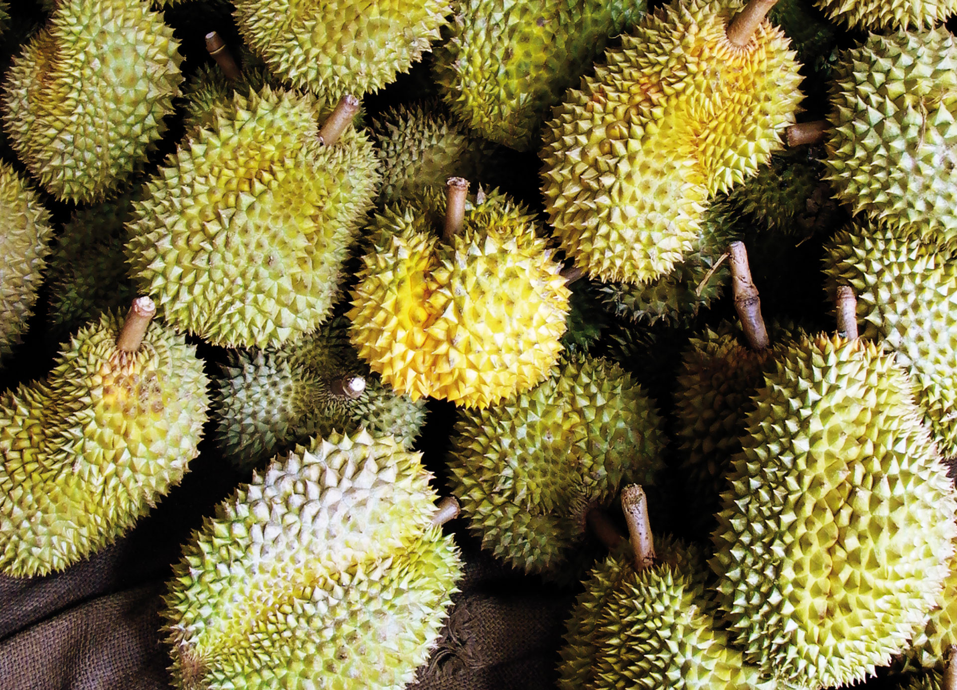 Durian: Sweet and creamy taste, with hints of almond and vanilla. 1920x1390 HD Background.