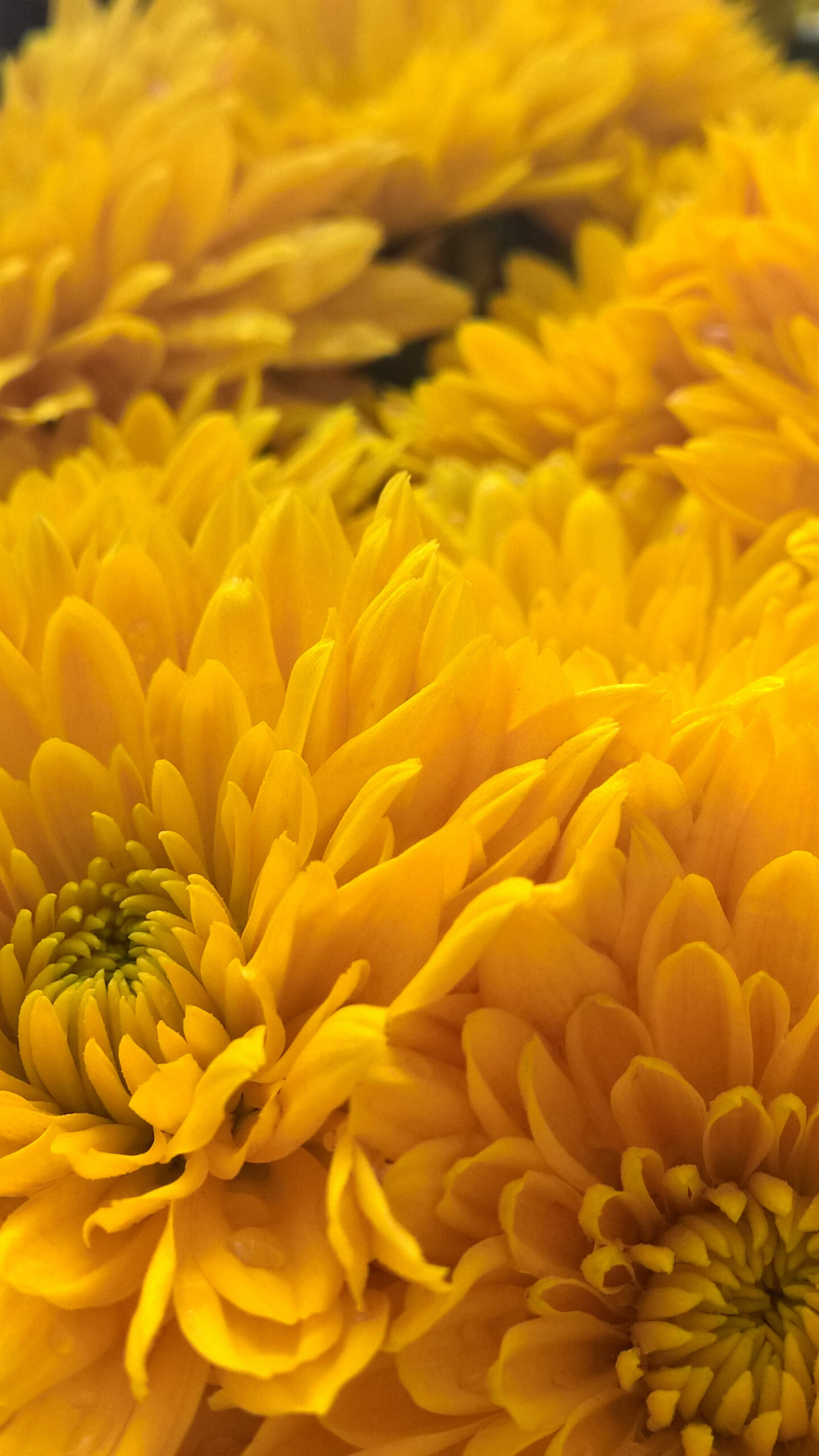 Chrysanthemum: Chrysanthemums are divided into two basic groups, garden hardy, and exhibition. 1440x2560 HD Background.