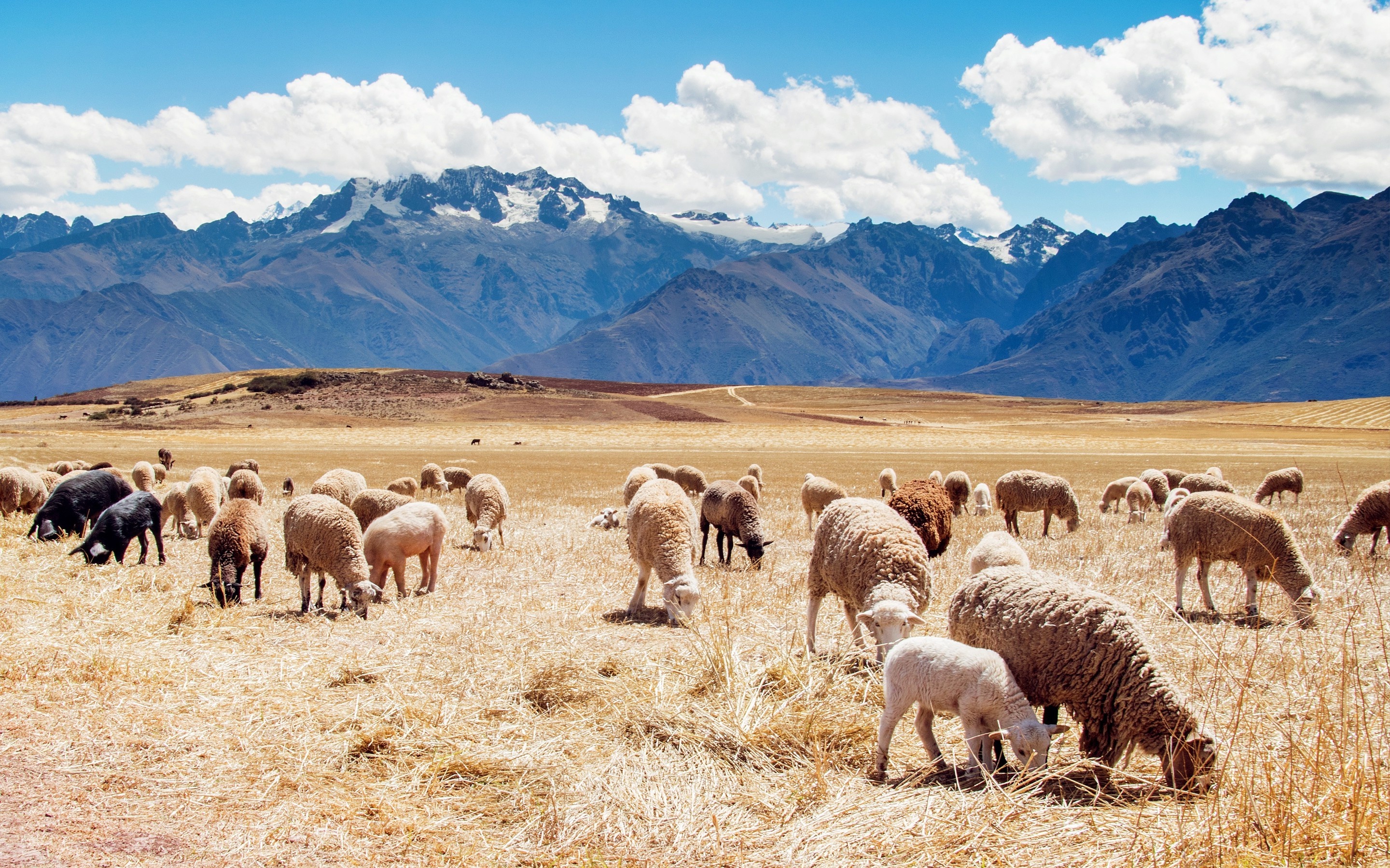 Peruvian nature, Mountain landscapes, Llama herds, Wildlife diversity, 2880x1800 HD Desktop