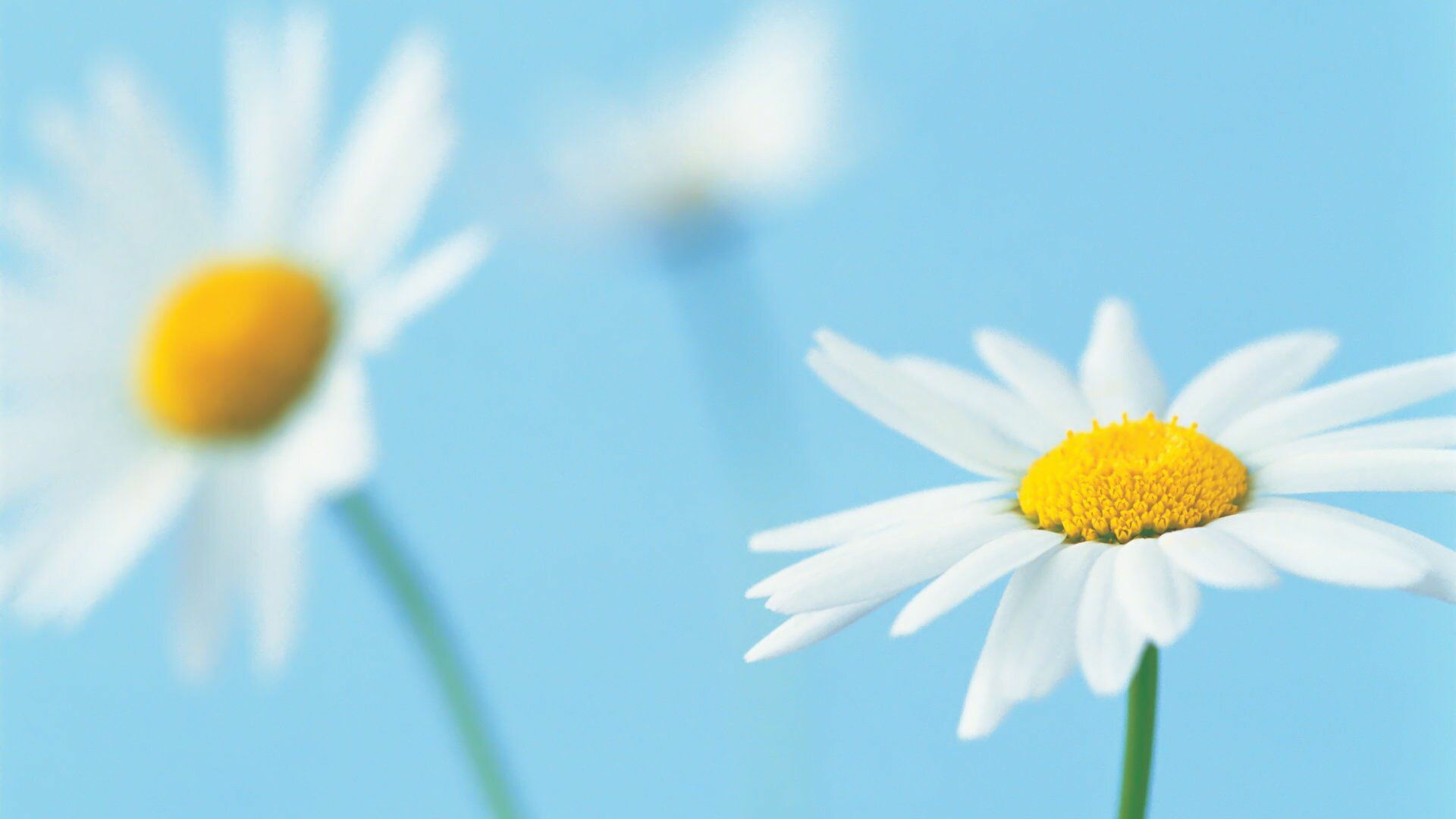 Daisy: A happy-face flower with radiating white petals around a yellow center. 1920x1080 Full HD Background.