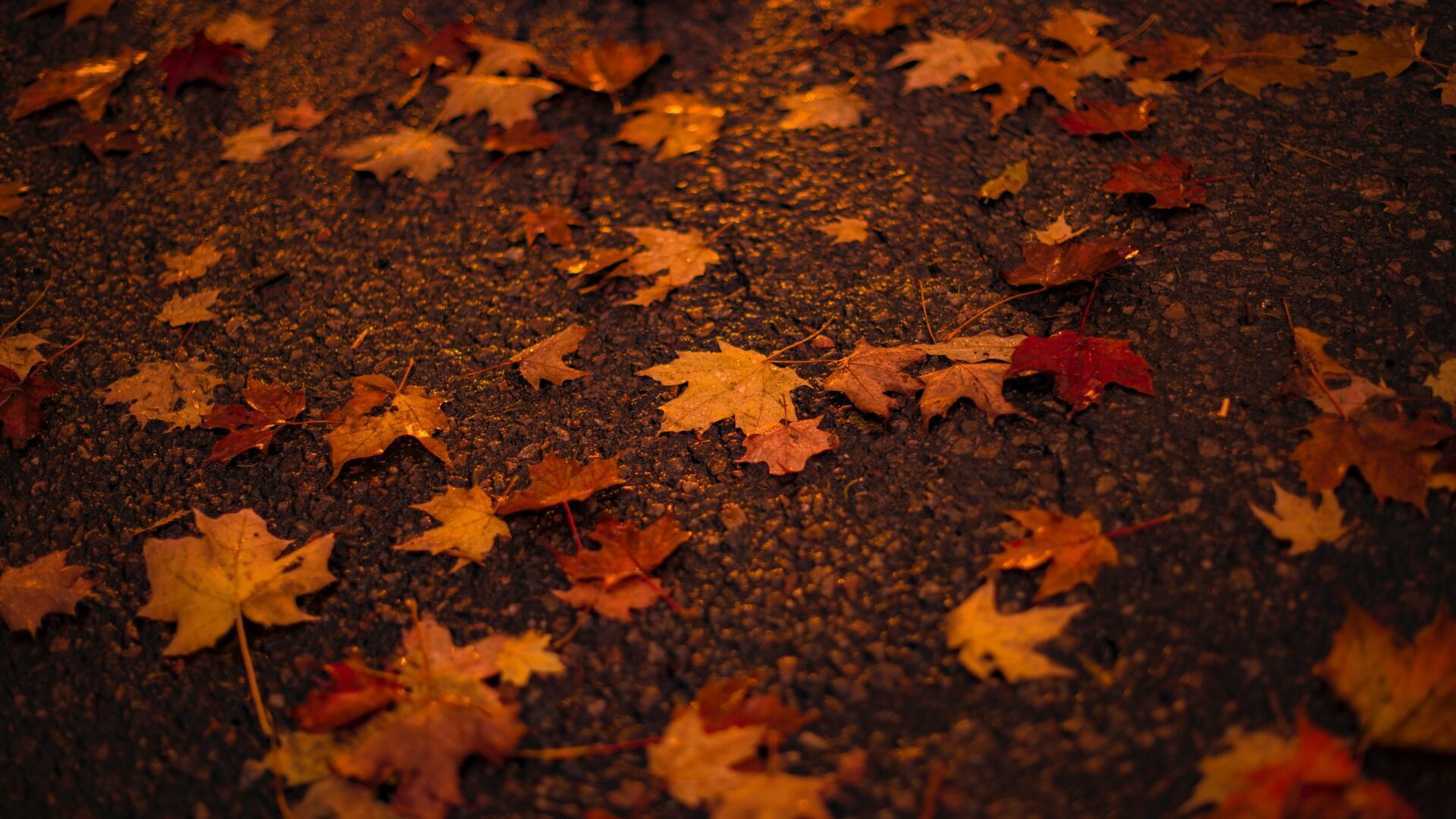 Leaf: Colors of autumn, Orange maple, Nature, Foliage. 1920x1080 Full HD Background.