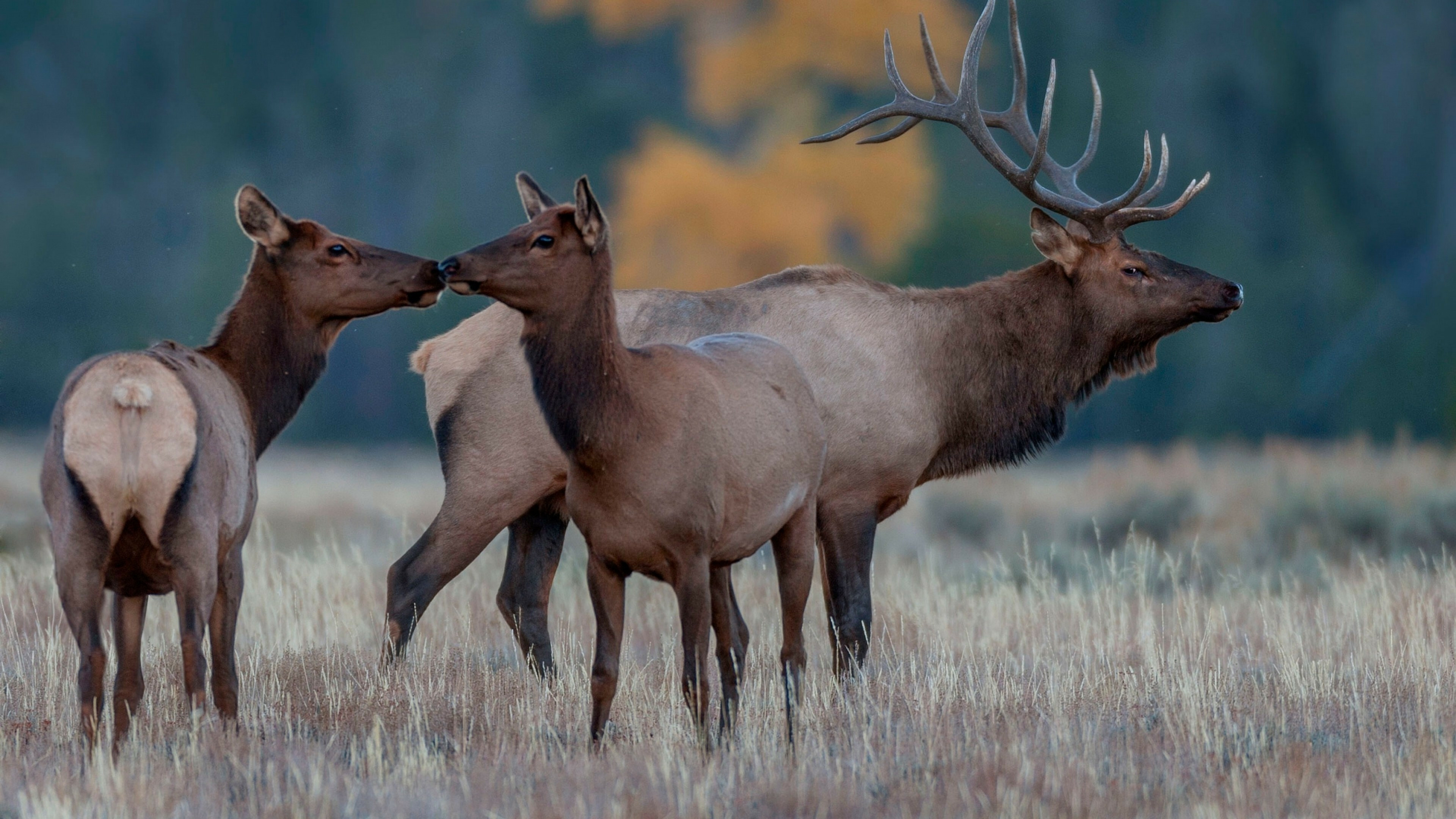 Reindeer: Animal Family, Wildlife, Horns, Field, Grass, Elk, Caribou. 3840x2160 4K Wallpaper.
