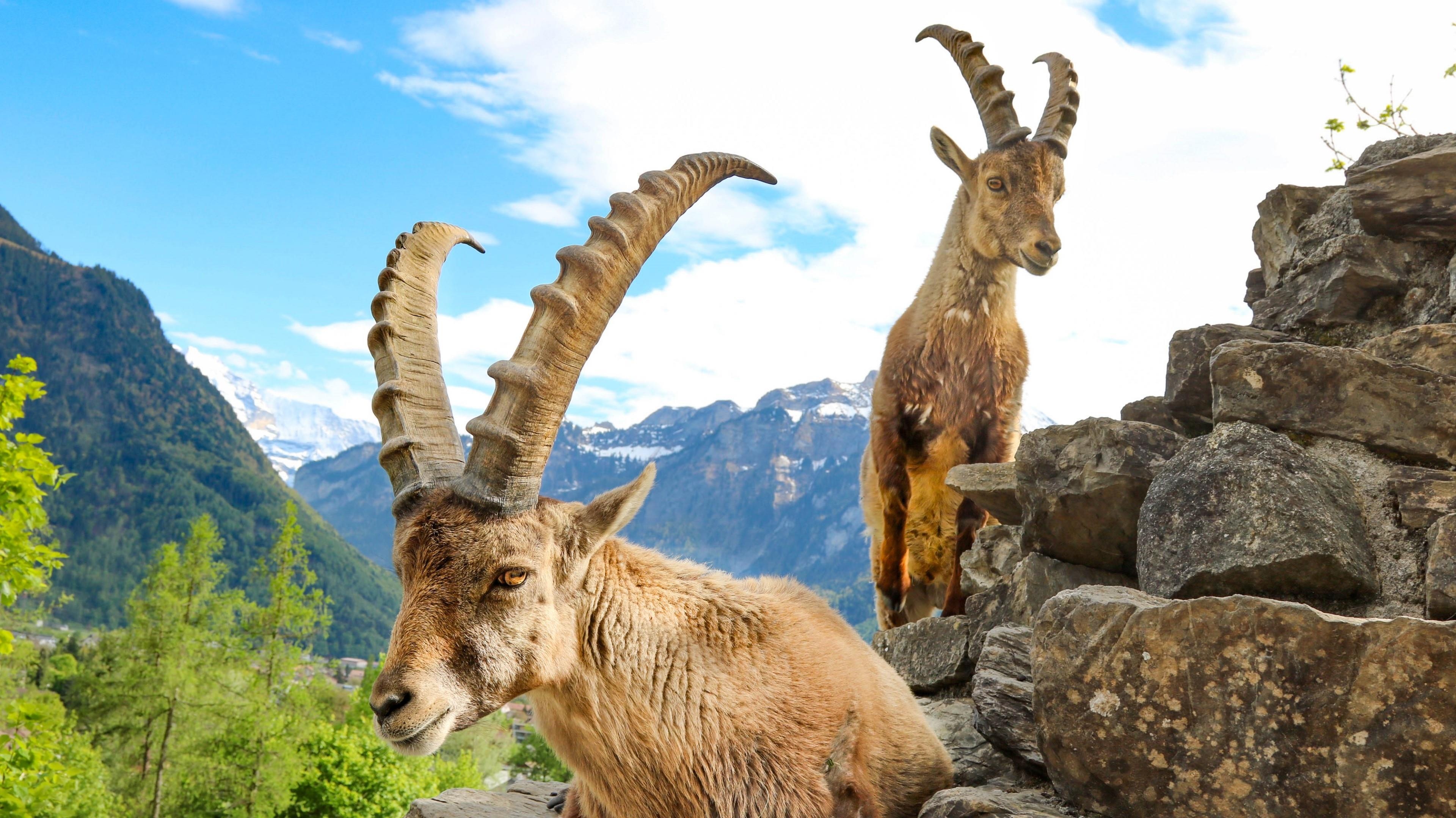 Alpine ibex, Swiss Alps beauty, Interlaken marvel, Natural splendor, 3840x2160 4K Desktop