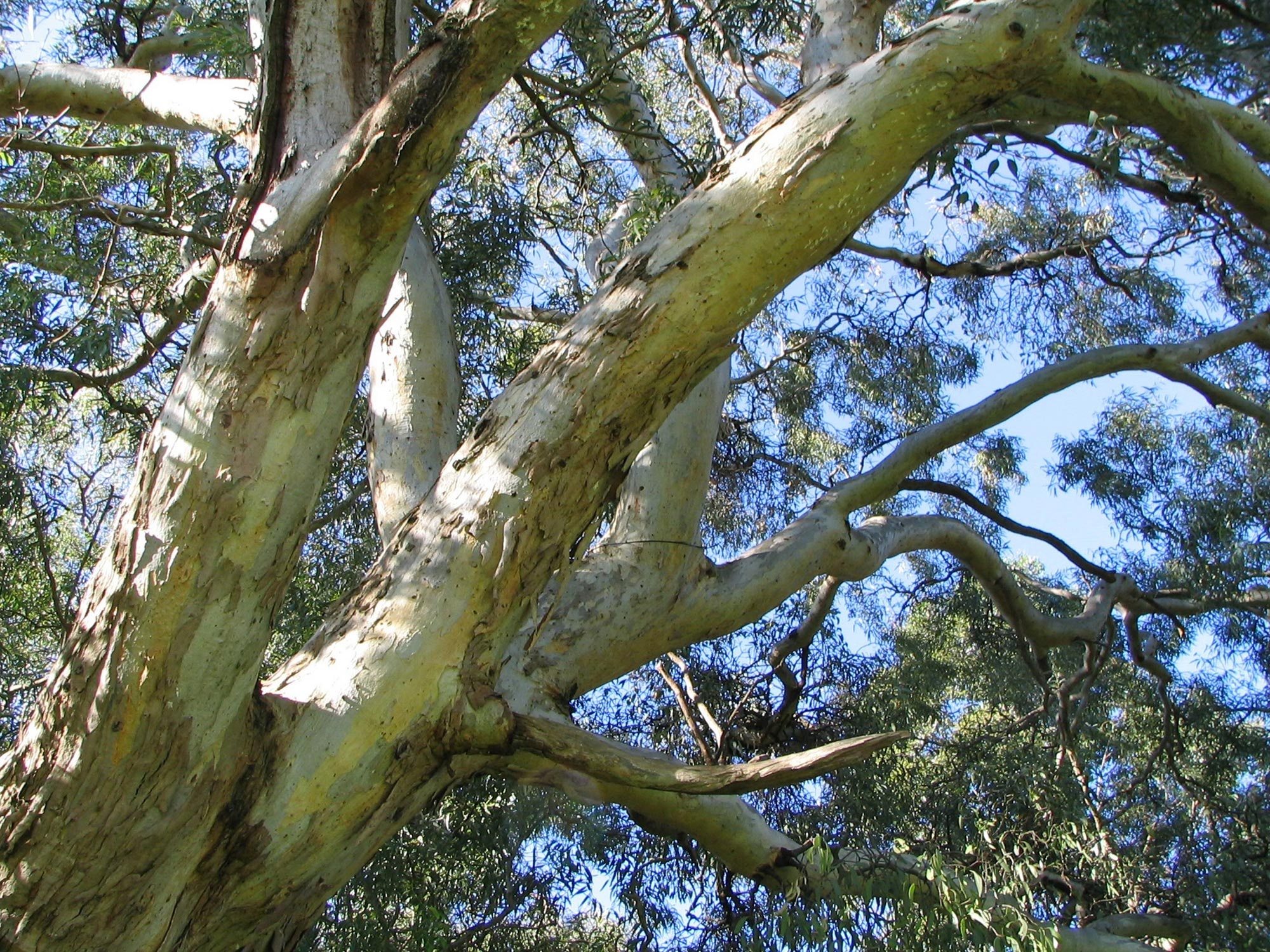 Anti-inflammatory compound, Eucalyptus trees, Lung damage, 2000x1500 HD Desktop