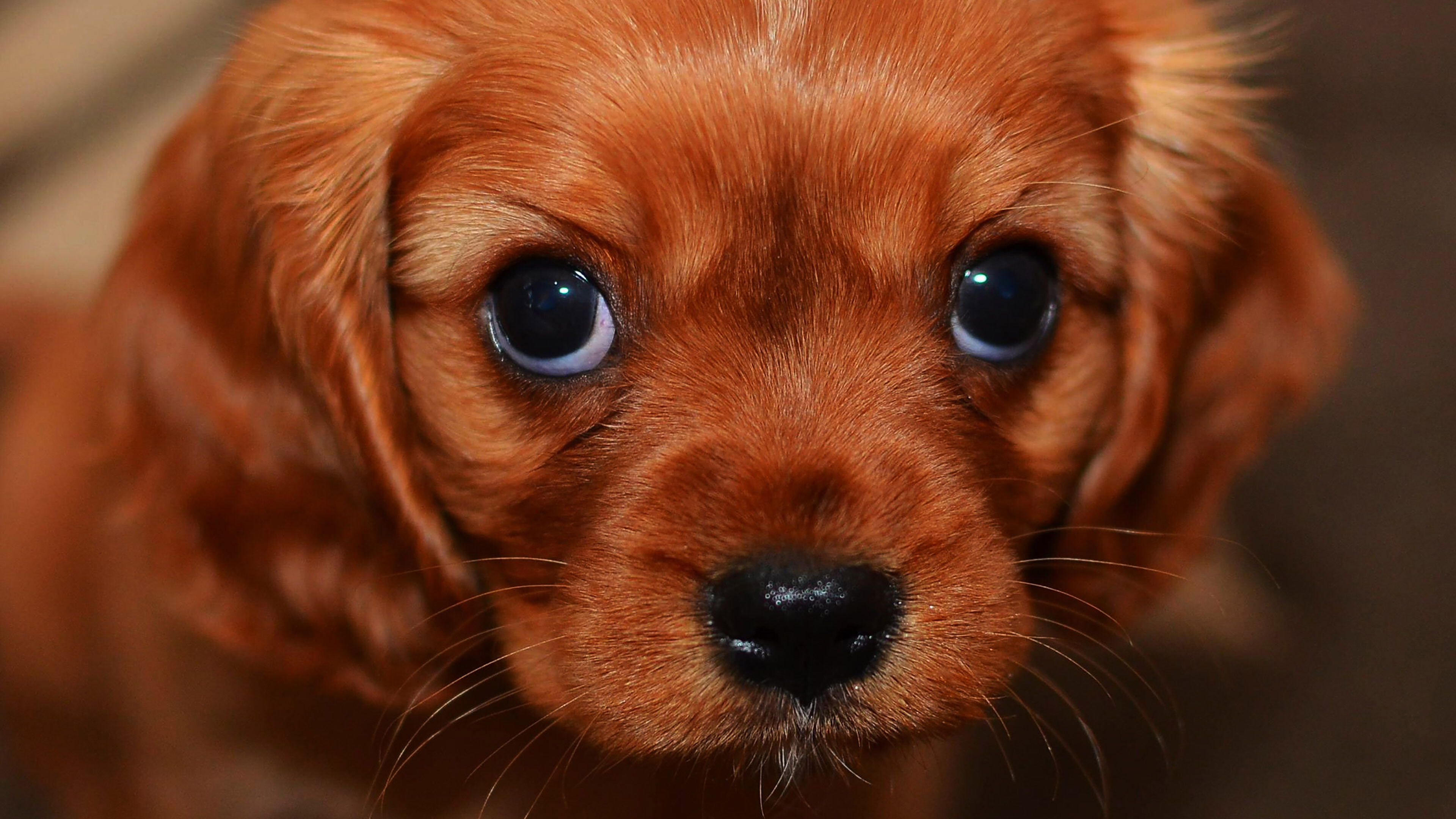 Puppy: Most popular domestic animals in the world, Dog. 3840x2160 4K Background.