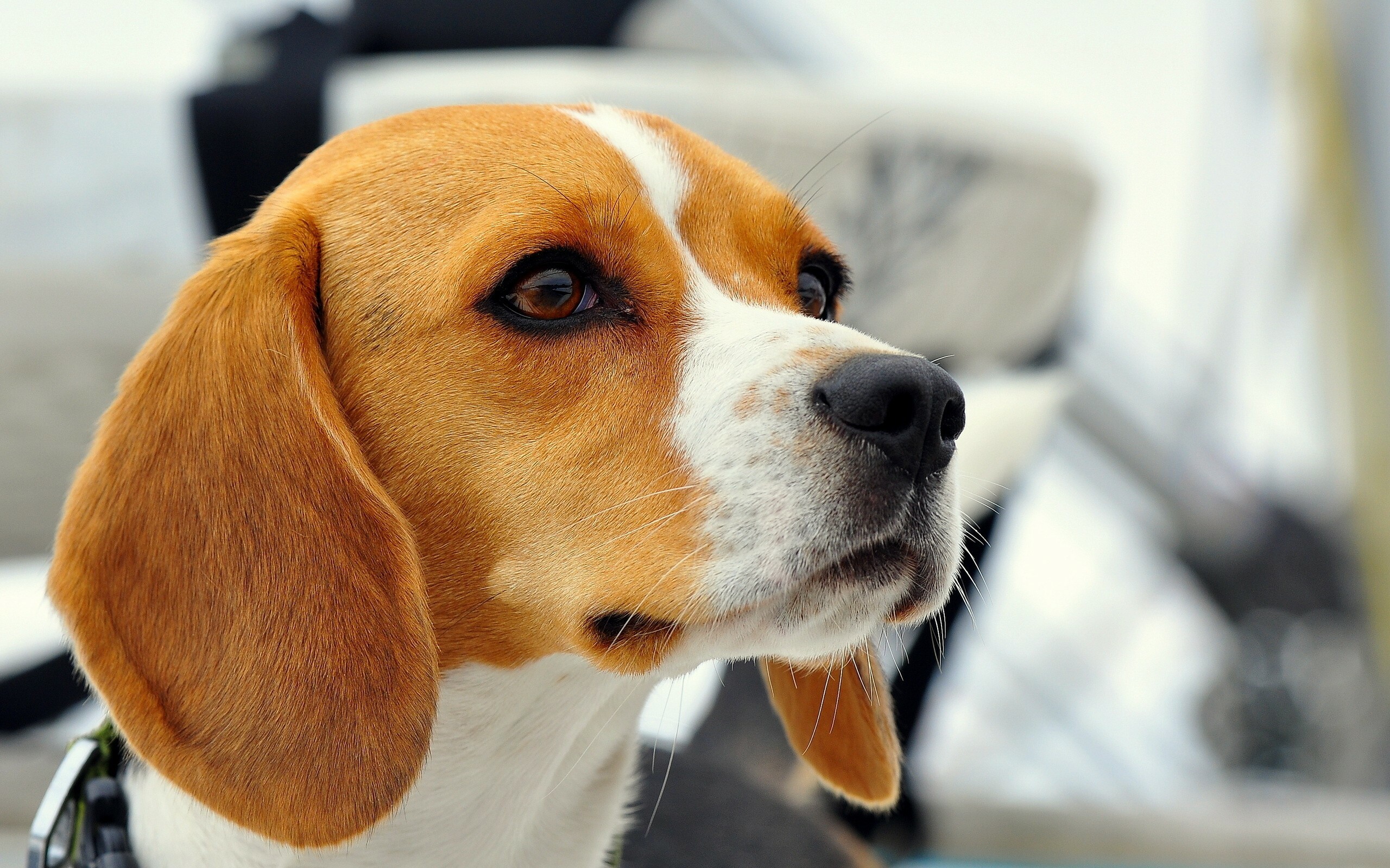 Beagle: It was ranked 5th out of the 155 breeds registered in AKC in 2005 and 2006. 2560x1600 HD Background.
