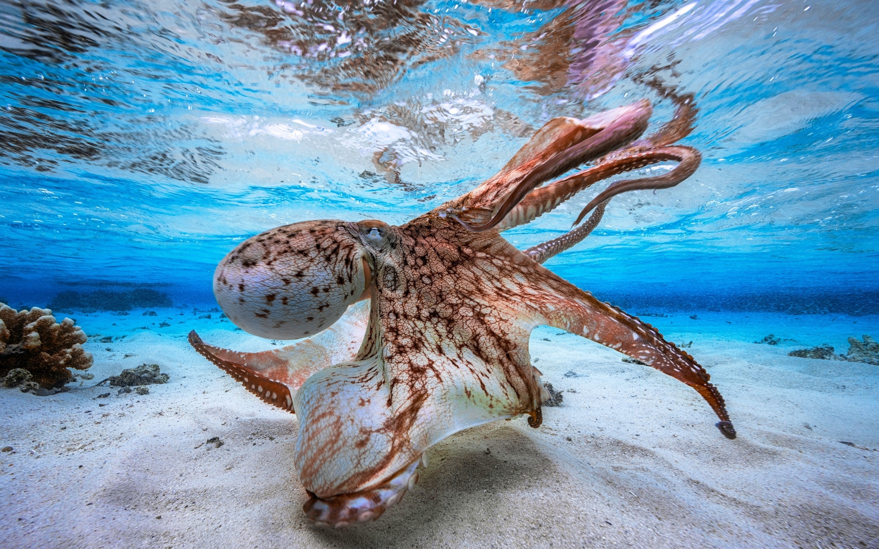 High definition beauty, Fascinating octopus, Samantha Johnson's post, Aquatic creature, 2880x1800 HD Desktop