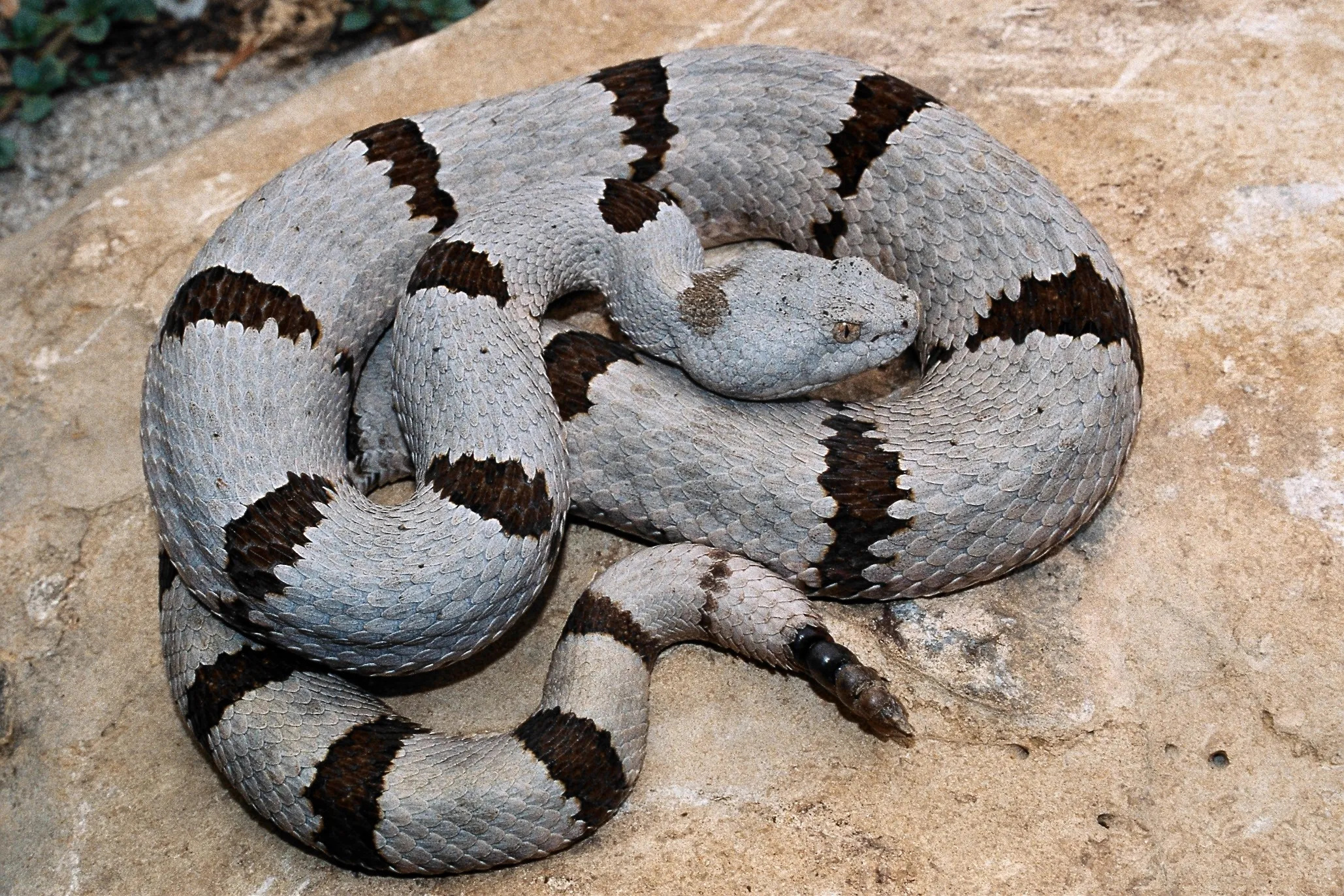 Banded rock rattlesnake, Small but deadly, Texas's hidden gem, Nature's surprise, 2060x1380 HD Desktop