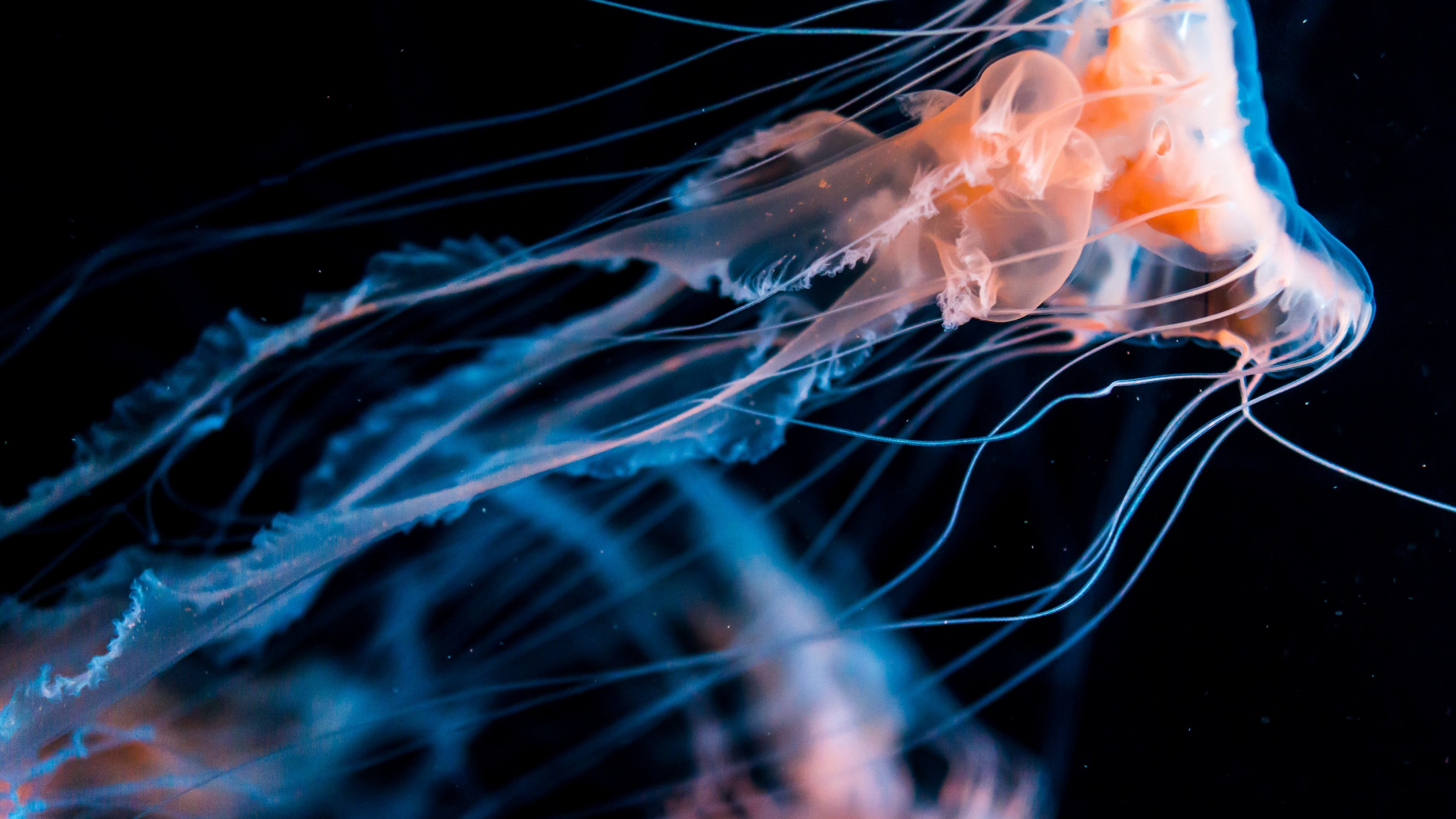 Oceanarium Other, Enchanting jellyfish, Underwater mystery, Oceanic exploration, 3840x2160 4K Desktop
