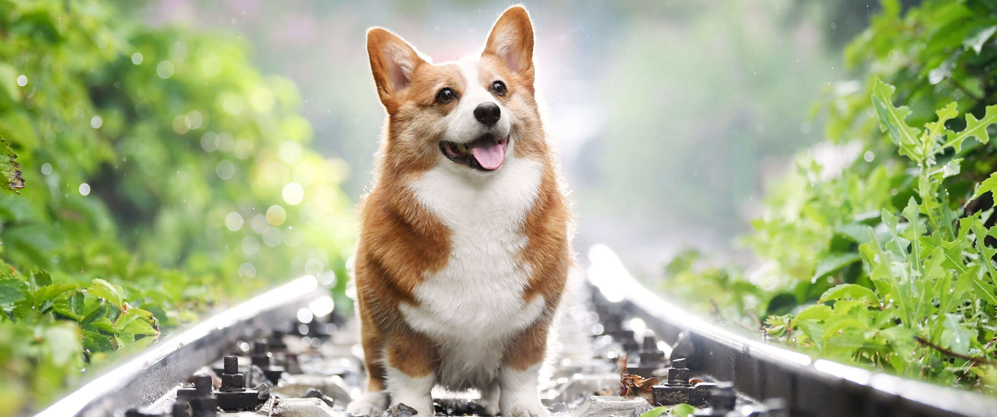 Corgi: The Cardigan is attributed to the dogs brought with Norse settlers. 3440x1440 Dual Screen Wallpaper.