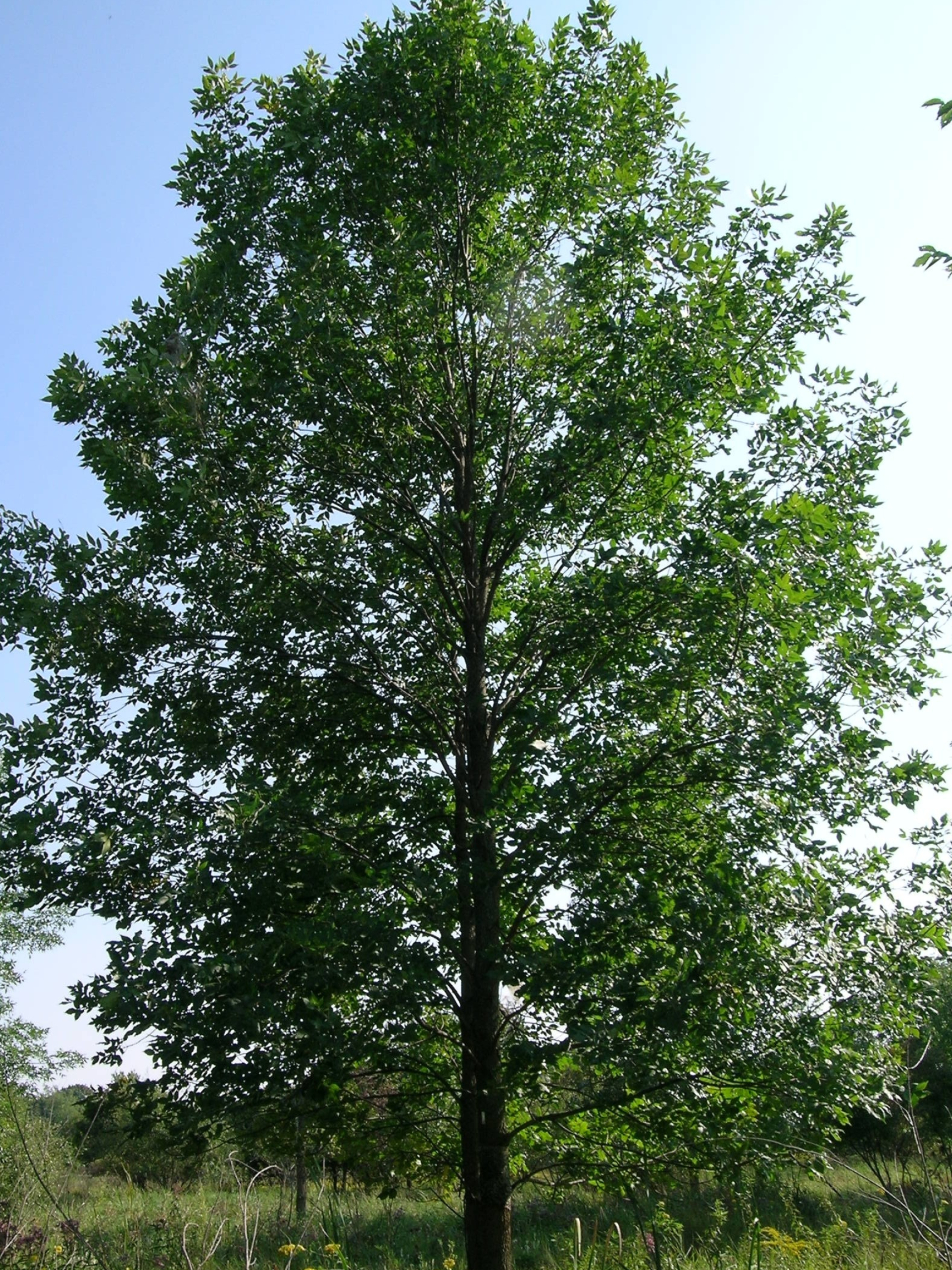 Healthy ash trees, Southeast Michigan, Northwest Ohio, Tree conservation, 1950x2600 HD Phone