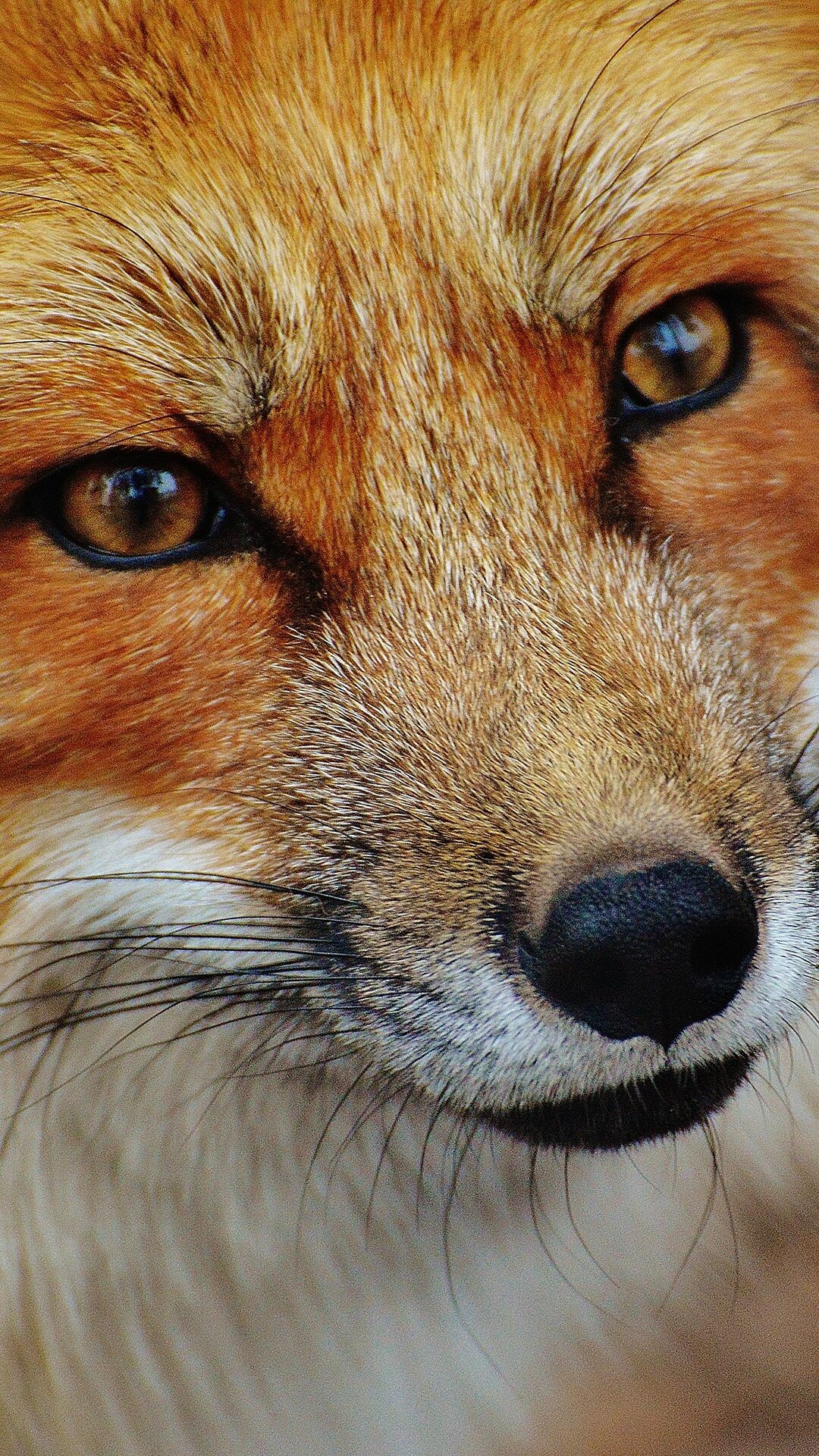 Fox: Opportunistic omnivores that eat a variety of meat, insects and plant materials, Muzzle. 1080x1920 Full HD Wallpaper.