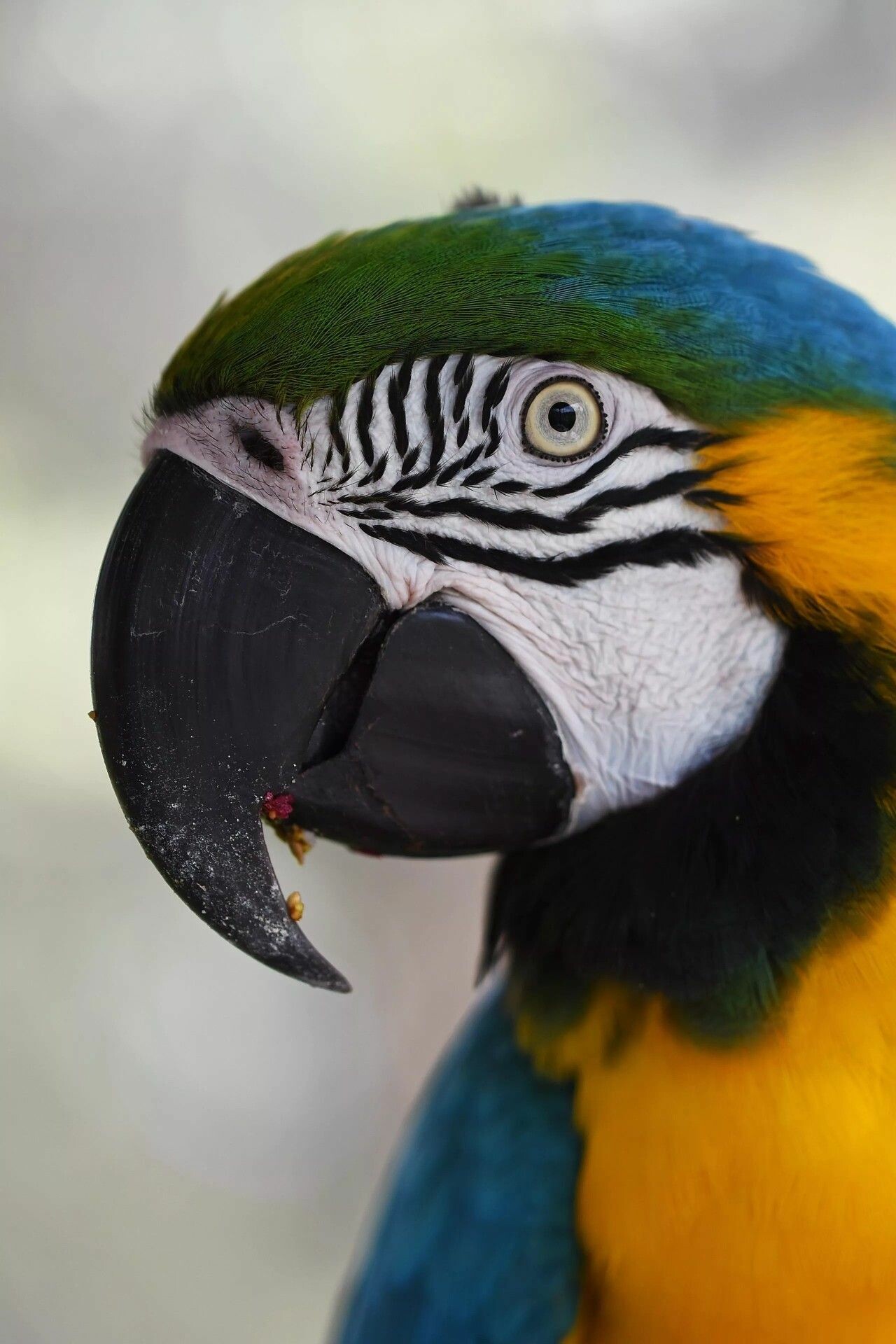 Bird: Blue-and-yellow macaw, A large South American parrot. 1280x1920 HD Background.