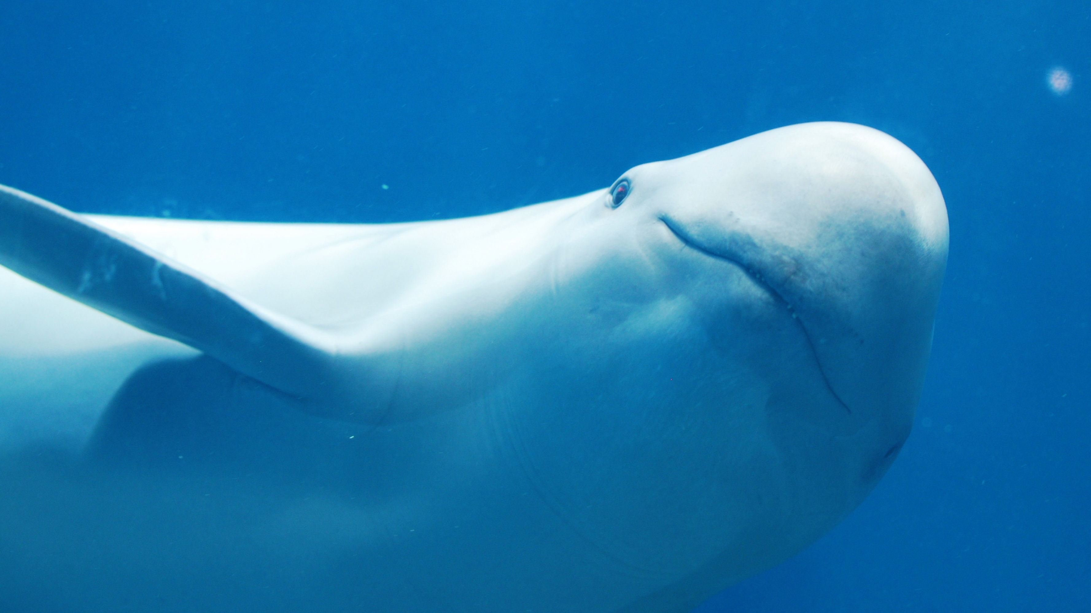 Beluga Whale, Playful dolphin companion, Stunning ultra HD backdrop, Multi-display visual treat, 3560x2000 HD Desktop