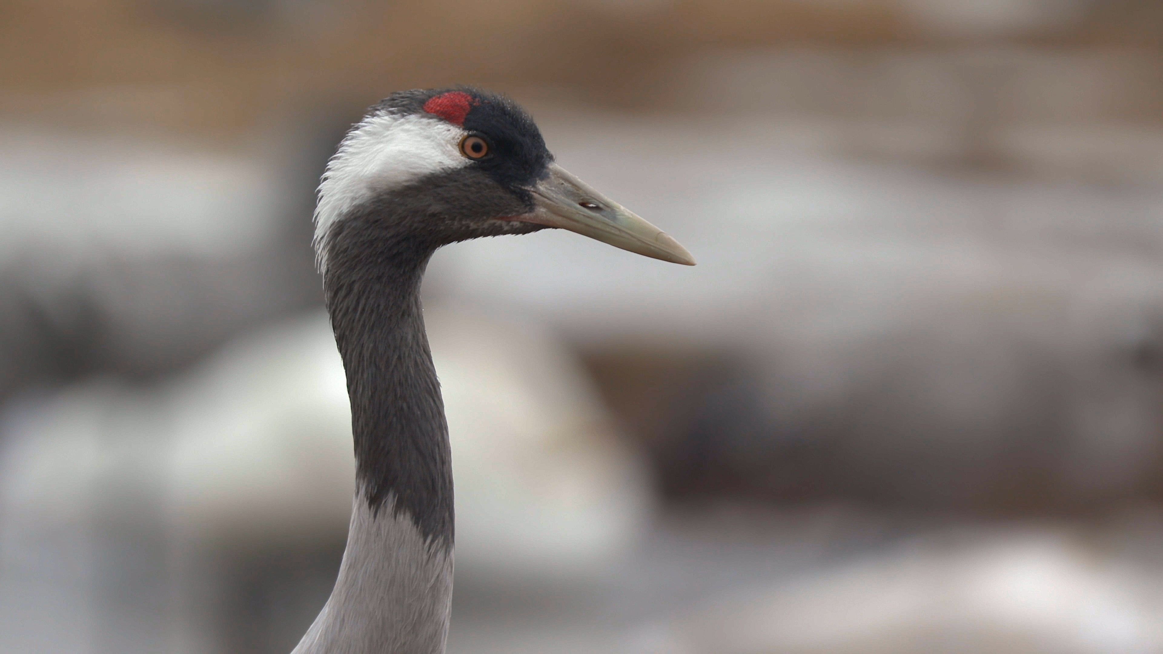 Eurasian crane bird, Animal watching, Alerted, Detailed view, 3840x2160 4K Desktop