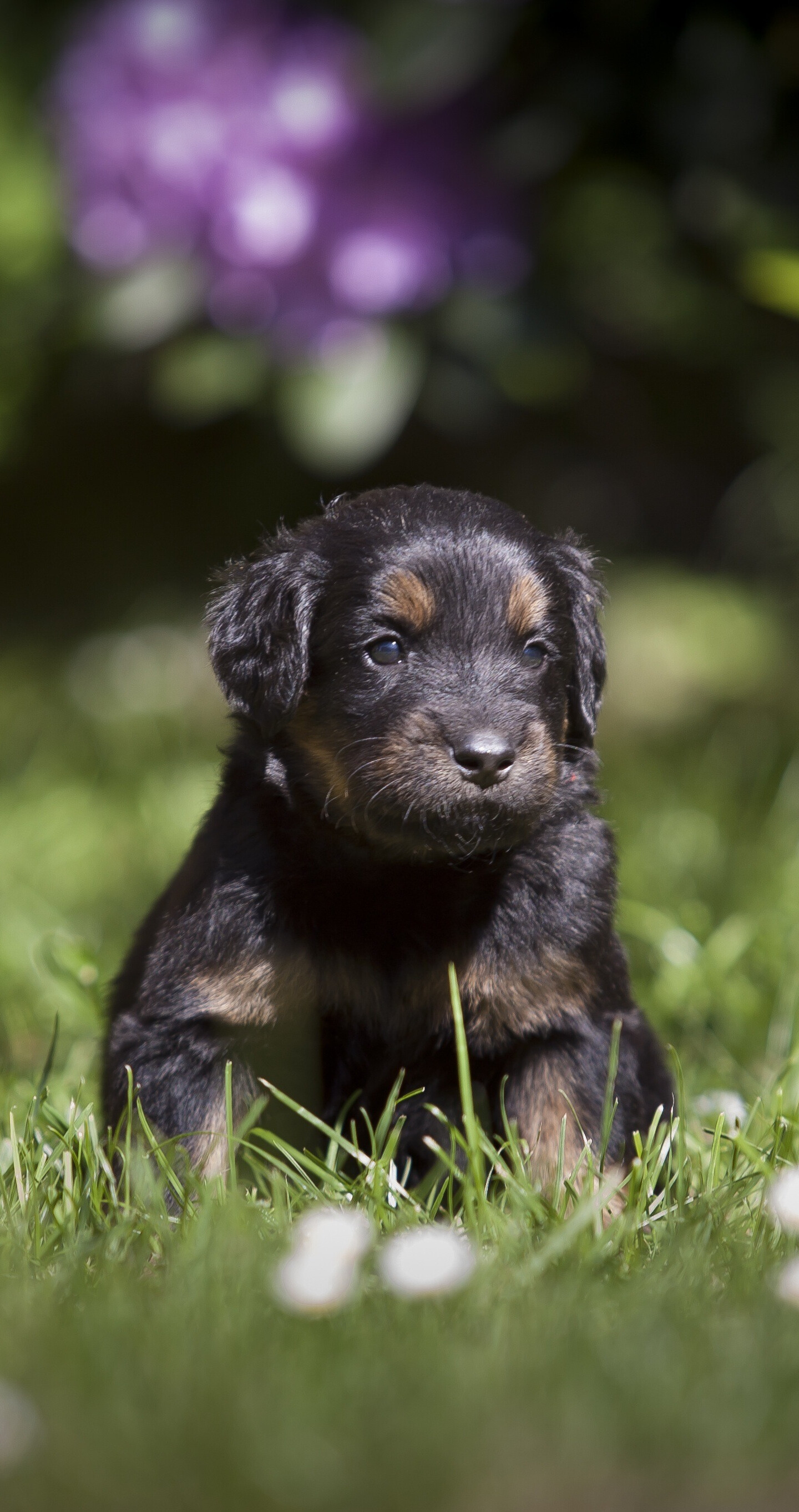 Puppy: Dog, Most popular domestic animals in the world. 1440x2730 HD Wallpaper.