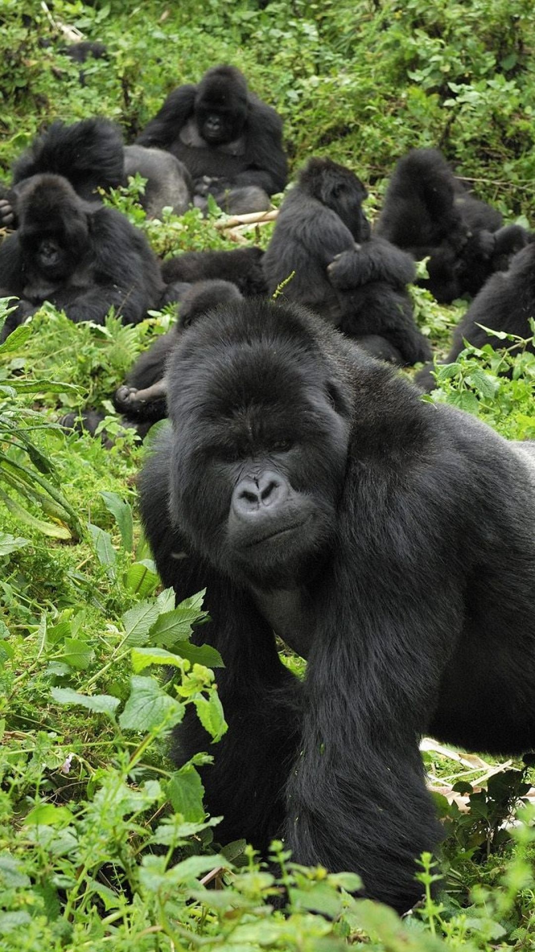 Virunga National Park, Great ape, Pet birds, Wildlife, 1080x1920 Full HD Phone