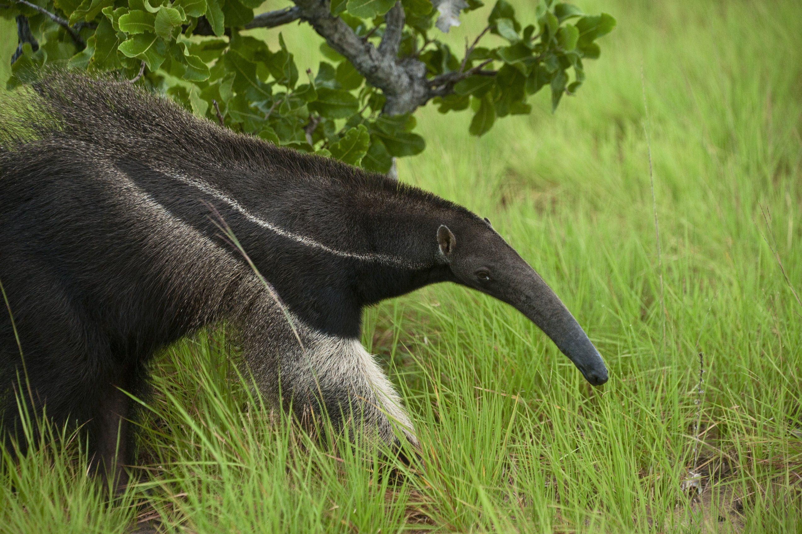 Pictures of anteater, Anteater, Picture, Animals, 2550x1700 HD Desktop
