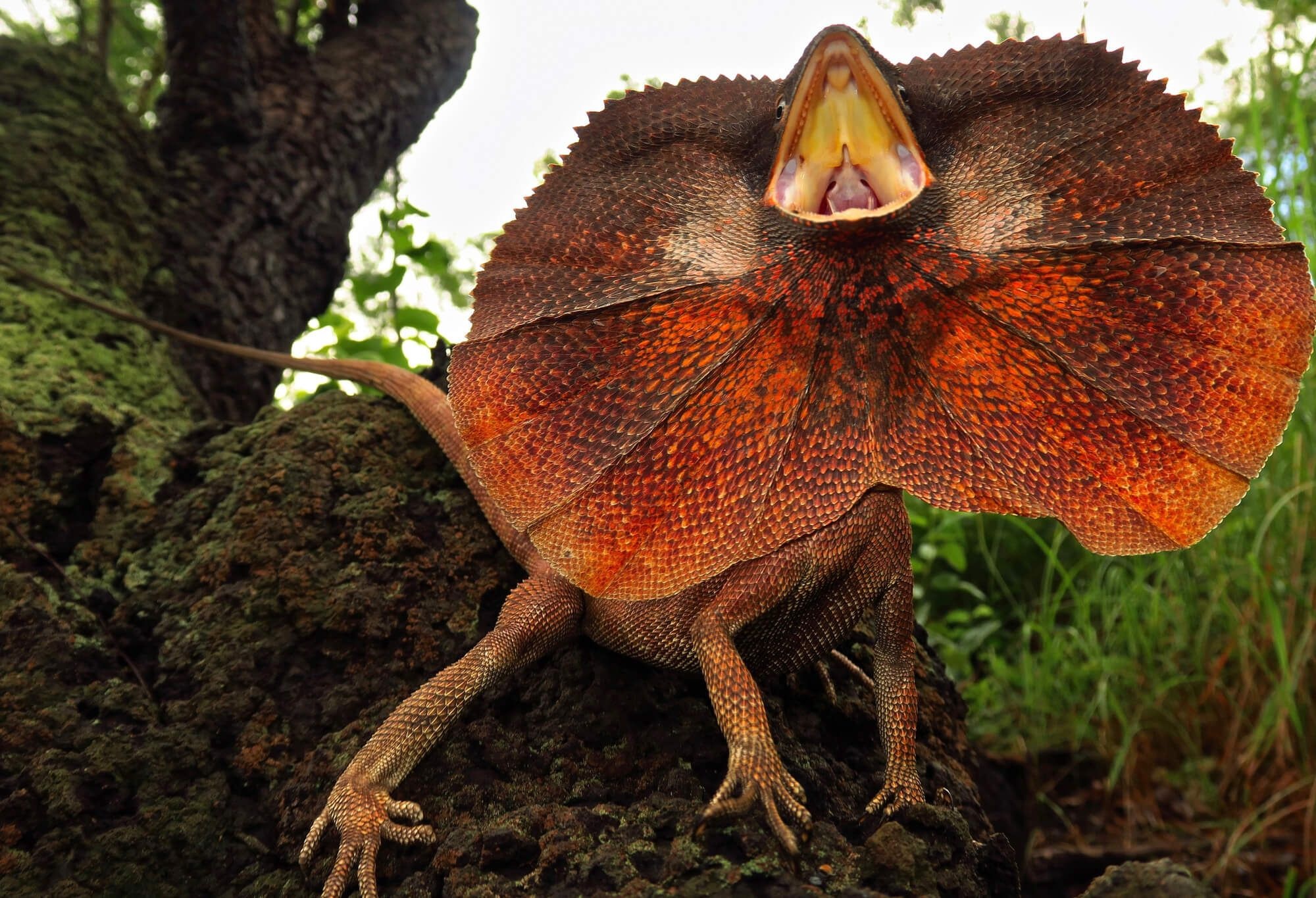 Frilled-neck lizard quirks, Cute reptile facts, Earth's reptilian wonders, Playful personalities, 2000x1370 HD Desktop