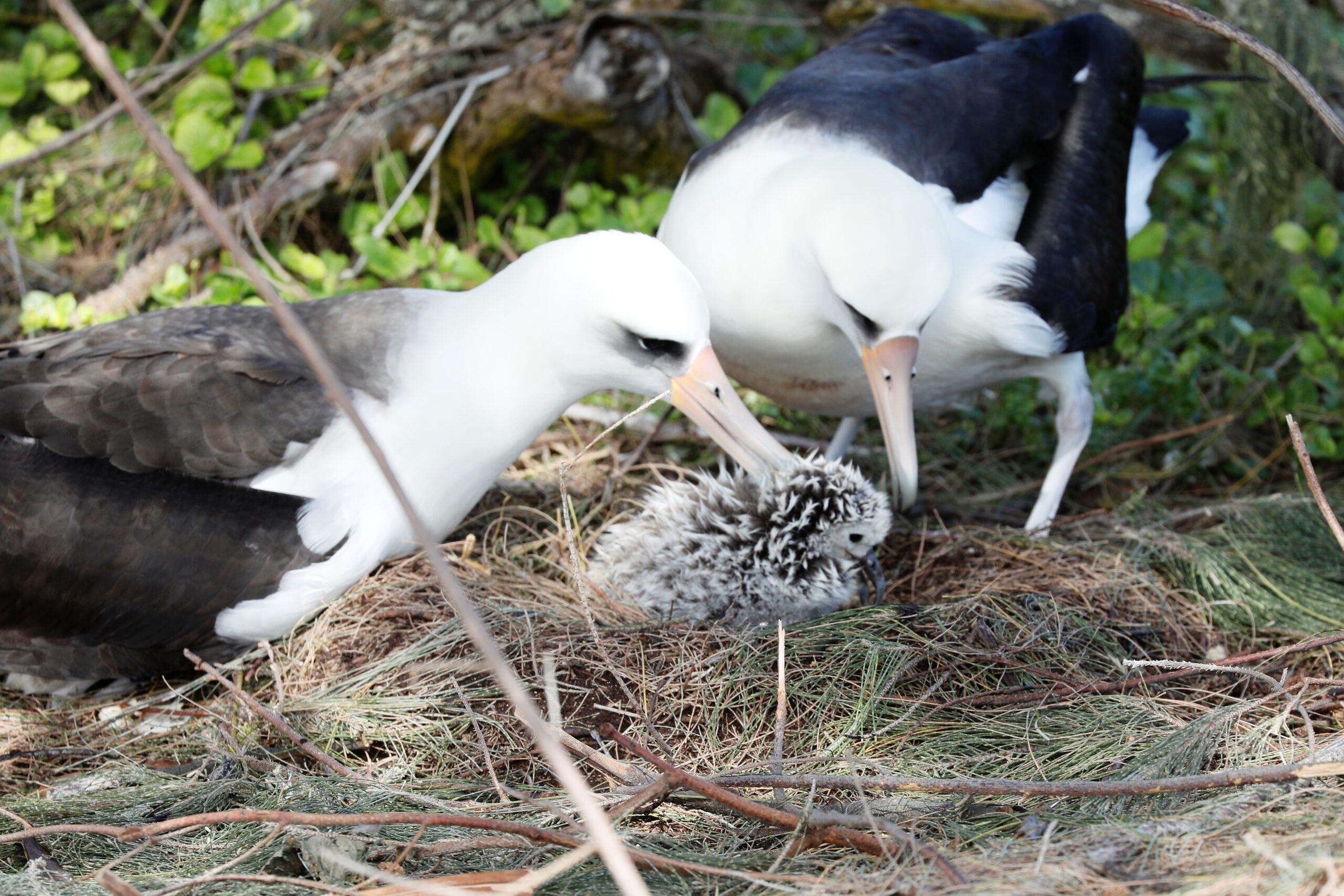Laysan albatross introduction, Hawaii's marine ambassadors, Fascinating avian behavior, Conservation champions, 2560x1710 HD Desktop