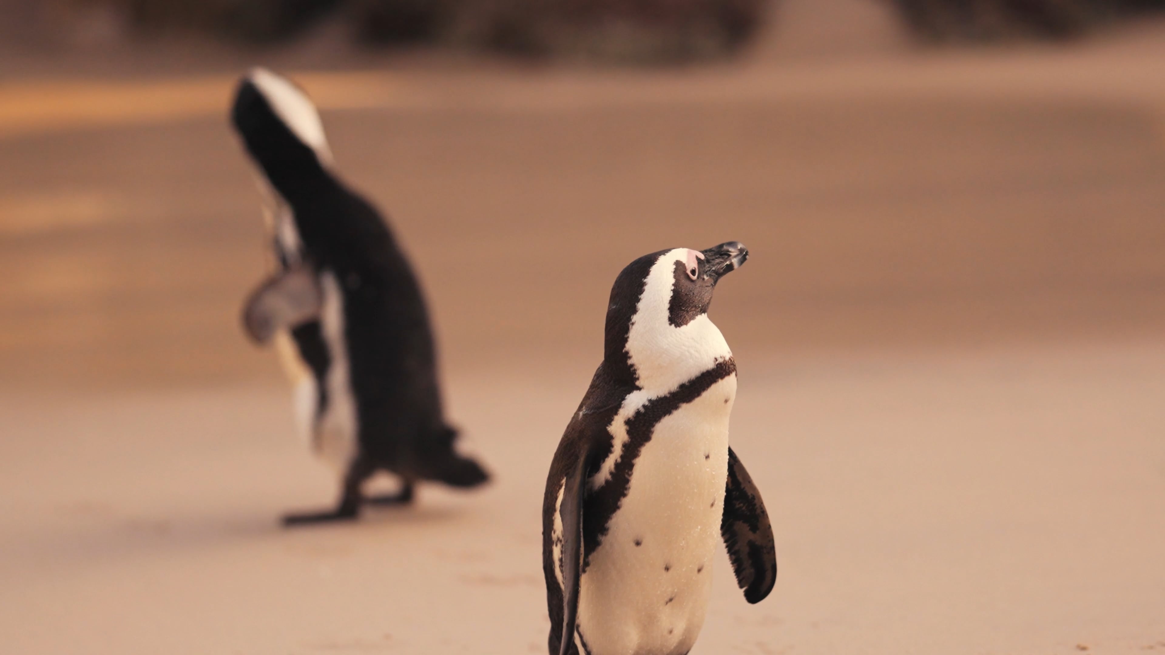 African penguins, Endangered species, Outdoor habitat, Protecting wildlife, 3840x2160 4K Desktop
