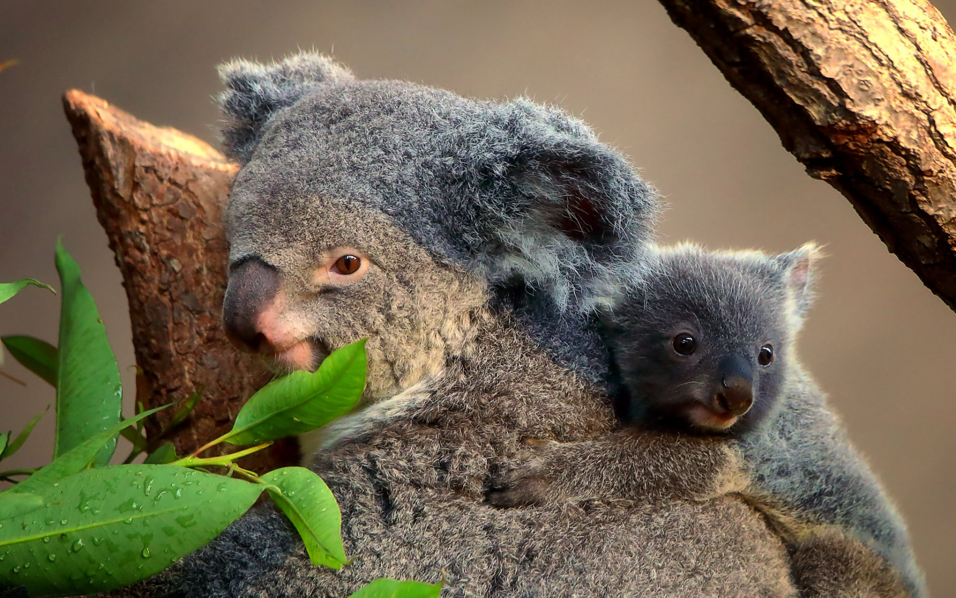 Koala australia, Cute animals, Koalas, Wild animals, 1920x1200 HD Desktop