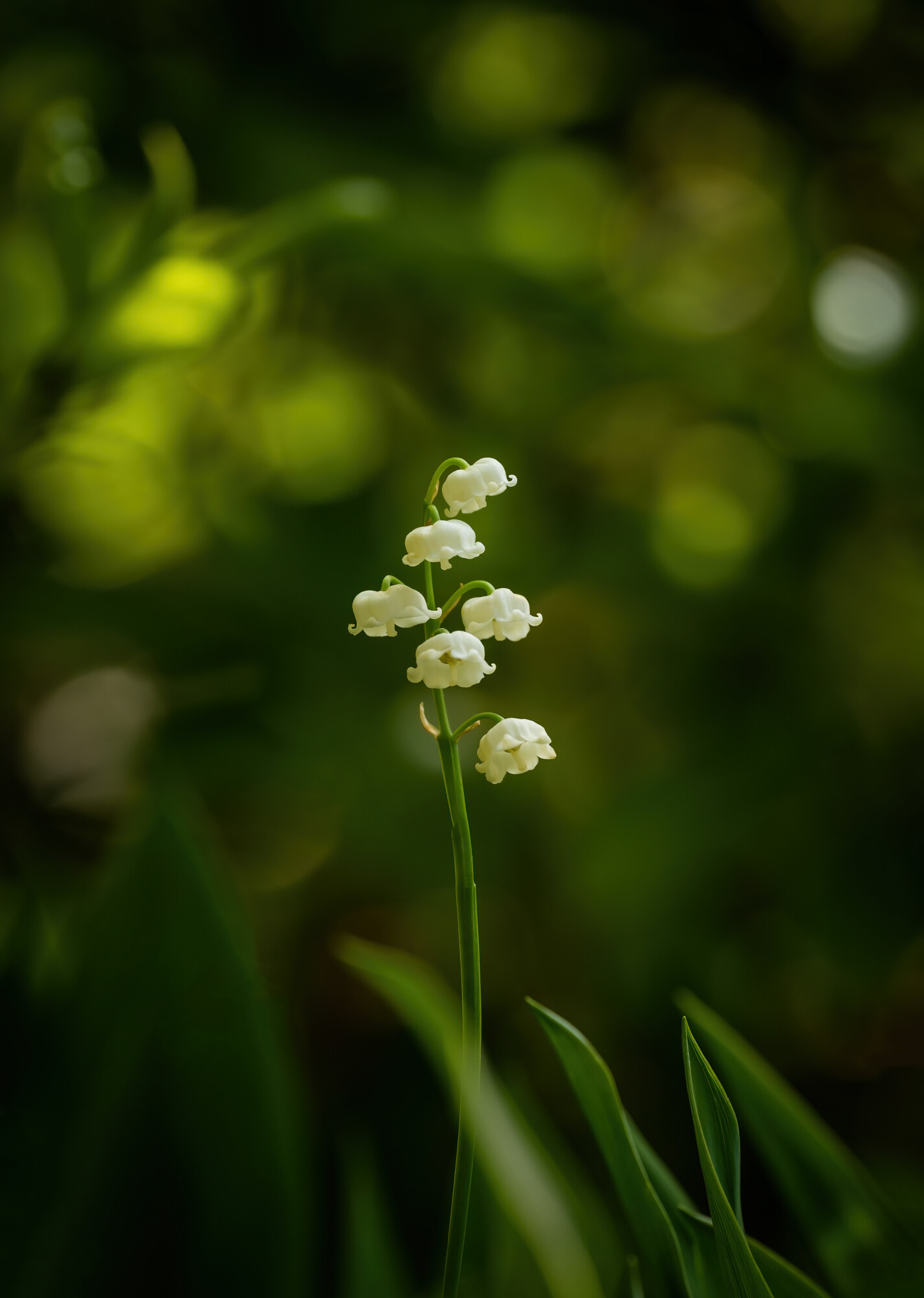 Lily of the Valley: A fragrant perennial herb and the only species of the genus Convallaria in the asparagus family. 1430x2000 HD Wallpaper.