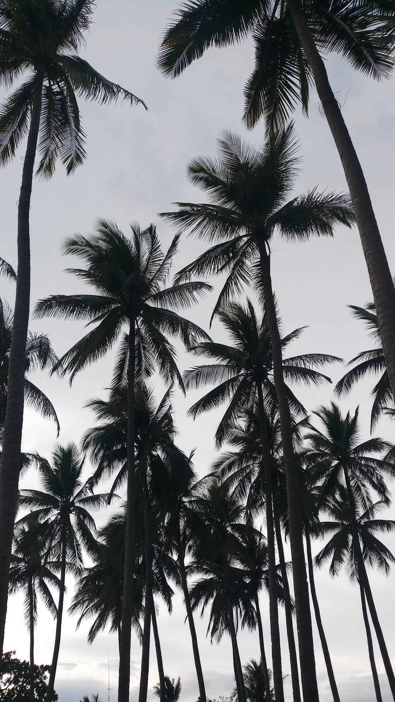 Palm Tree: Tropical plant, Cocos nucifera,  Monochrome. 1350x2400 HD Background.