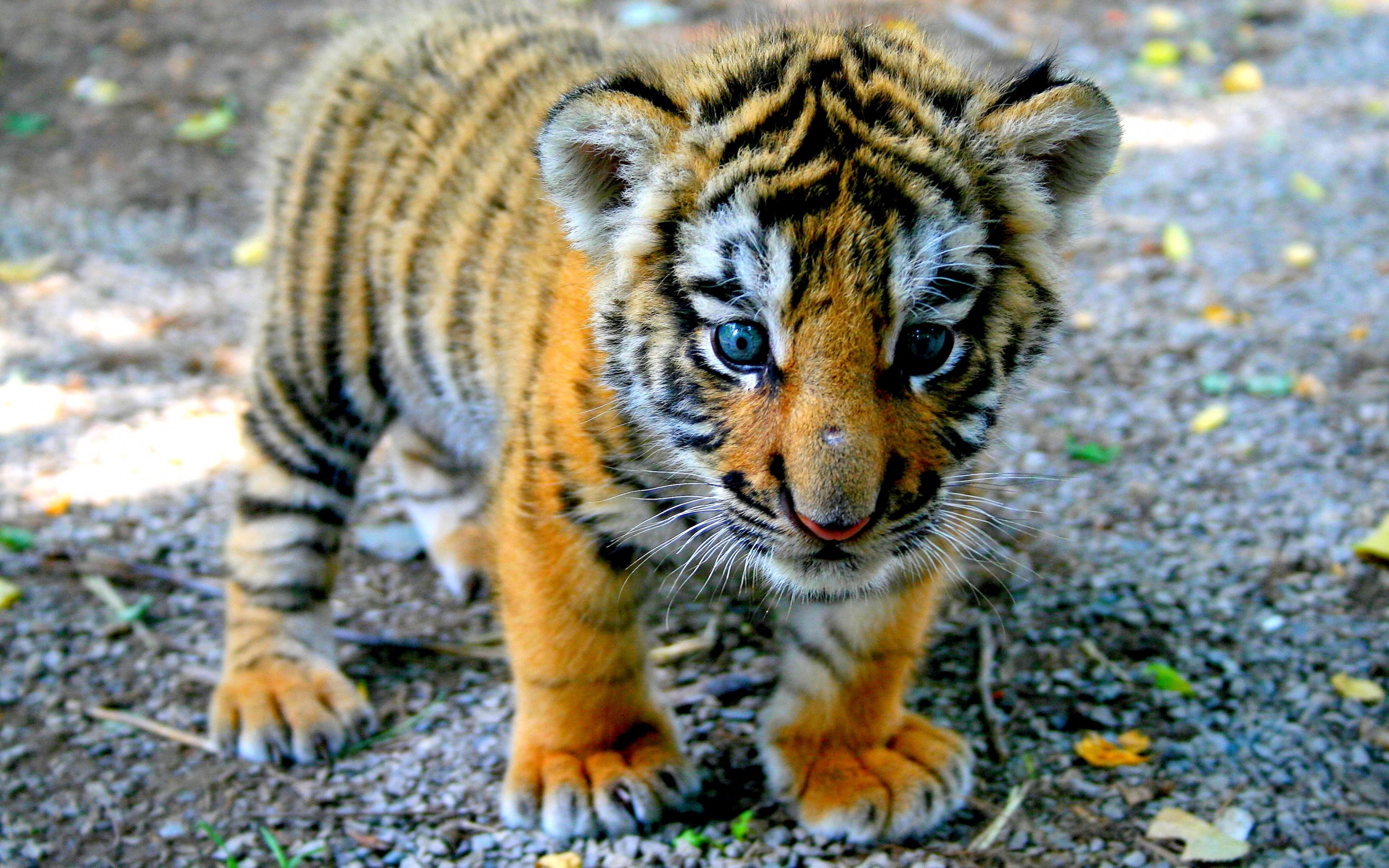 Adorable baby tiger, High definition, Desktop wallpaper, Striking imagery, 2560x1600 HD Desktop