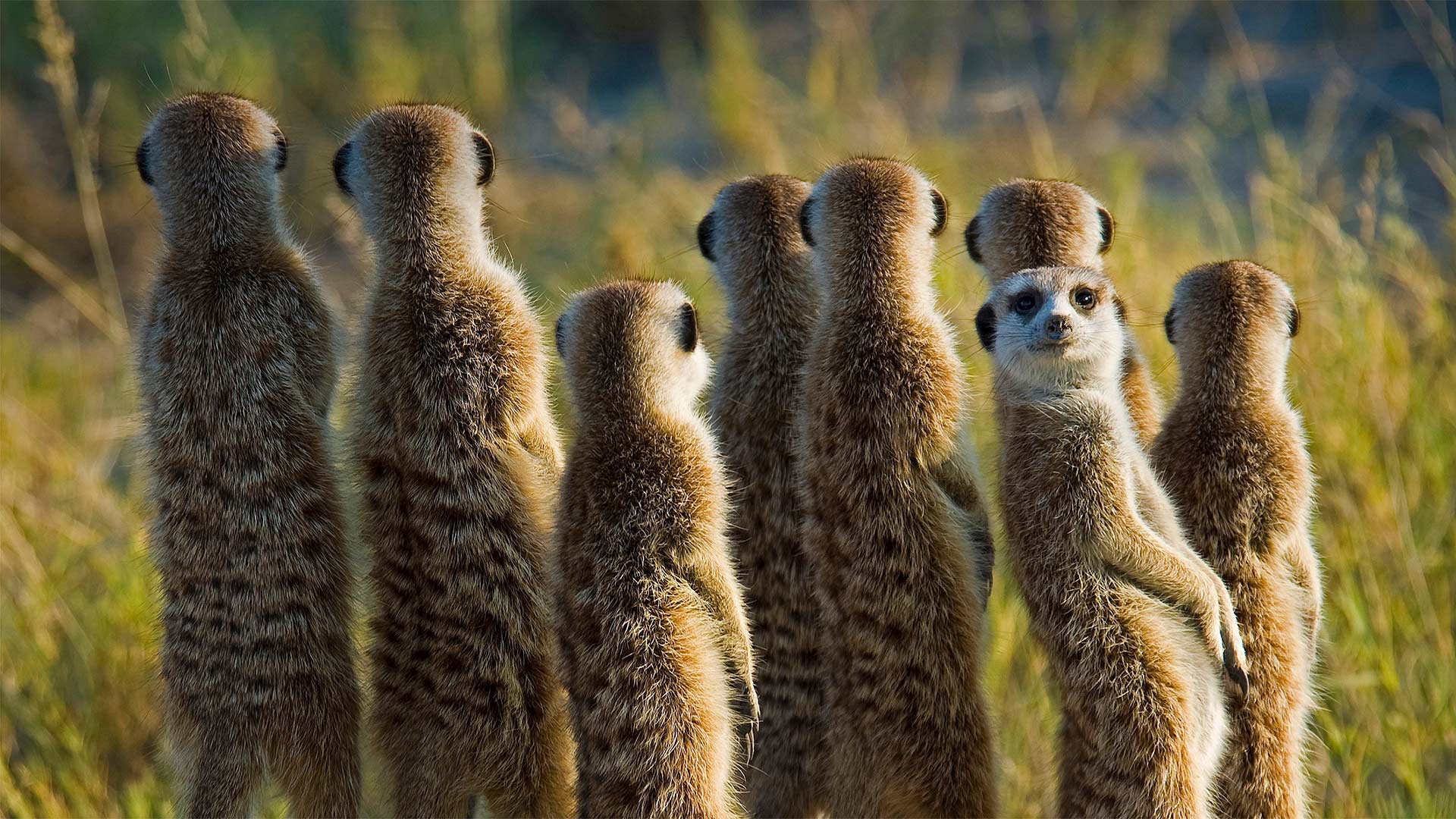 Meerkats animals, Africa mammals, Resolution id145078, 1920x1080 Full HD Desktop