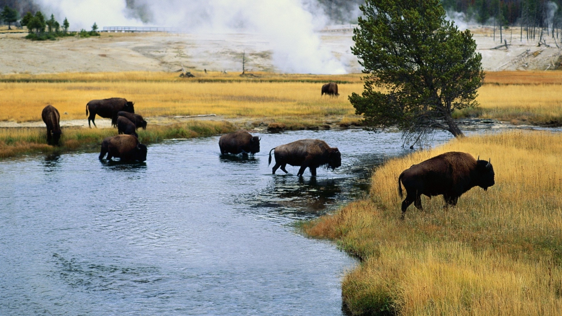 Bison wallpaper, Detailed bison desktop background, High-resolution buffalo image, Captivating buffalo representation, 1920x1080 Full HD Desktop