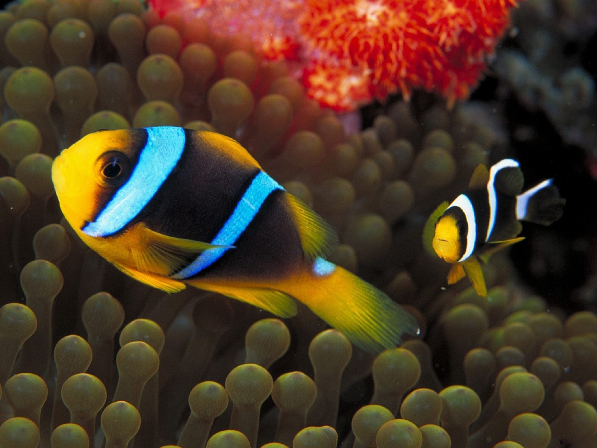 Sebae clownfish, Oceanic beauty, Vibrant marine colors, Stunning wallpaper, 1920x1440 HD Desktop