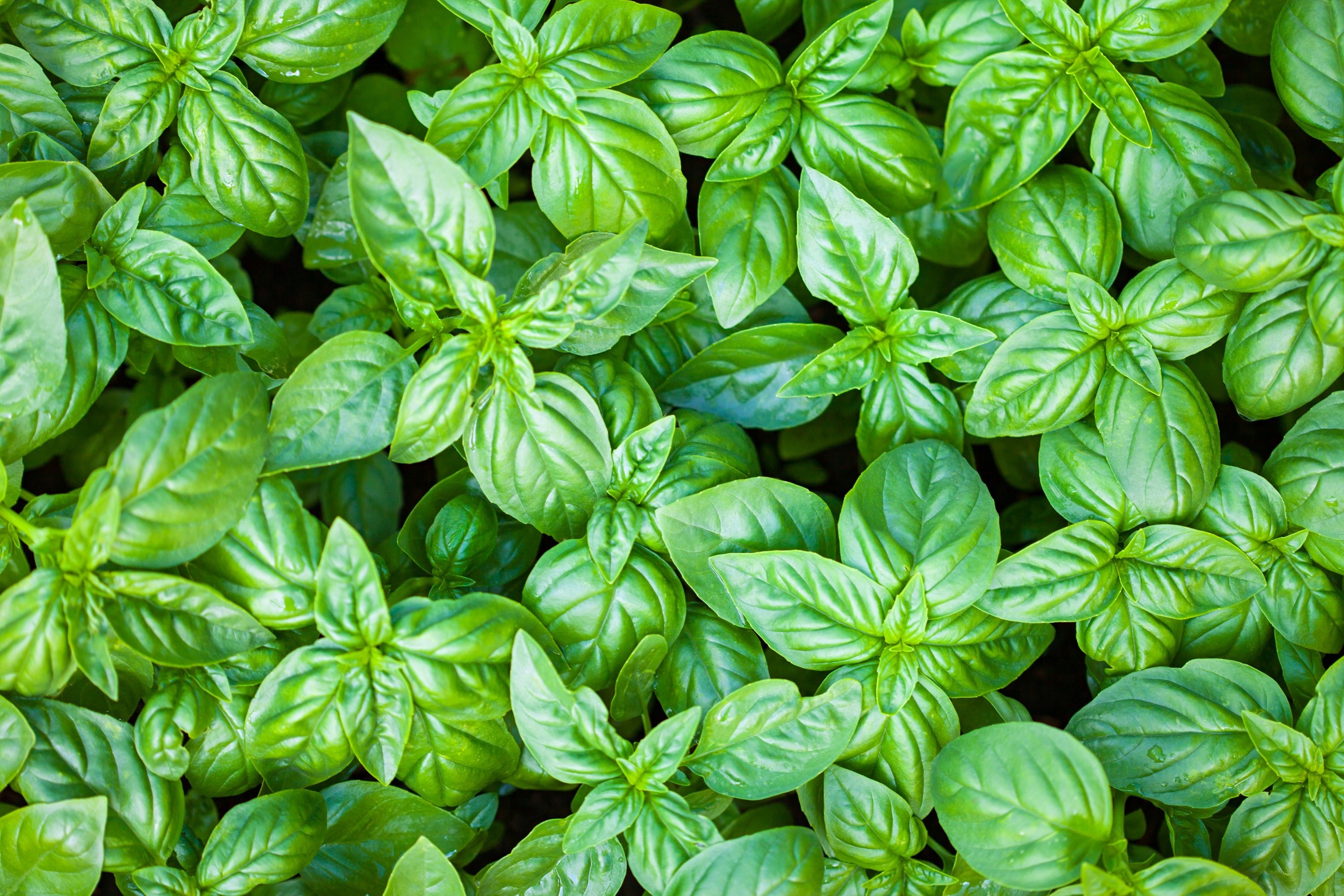 Food plants, Green herb, Basil produce, Flowering plant, 2590x1730 HD Desktop