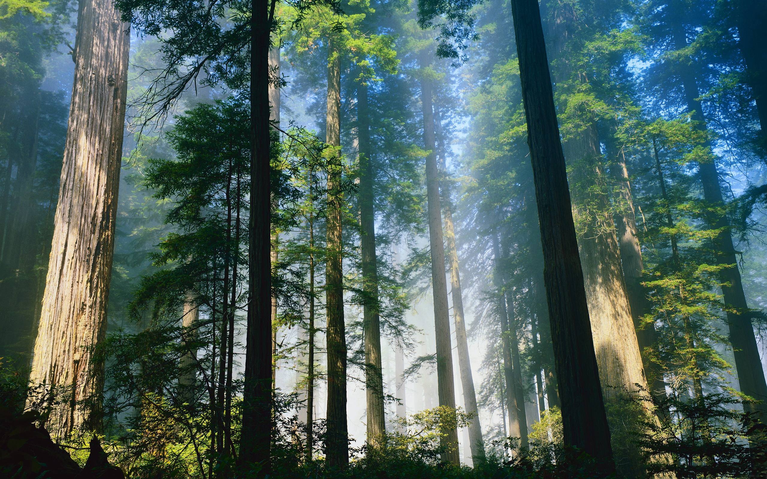 Redwood Tree, Redwood Tree Backgrounds, 2560x1600 HD Desktop