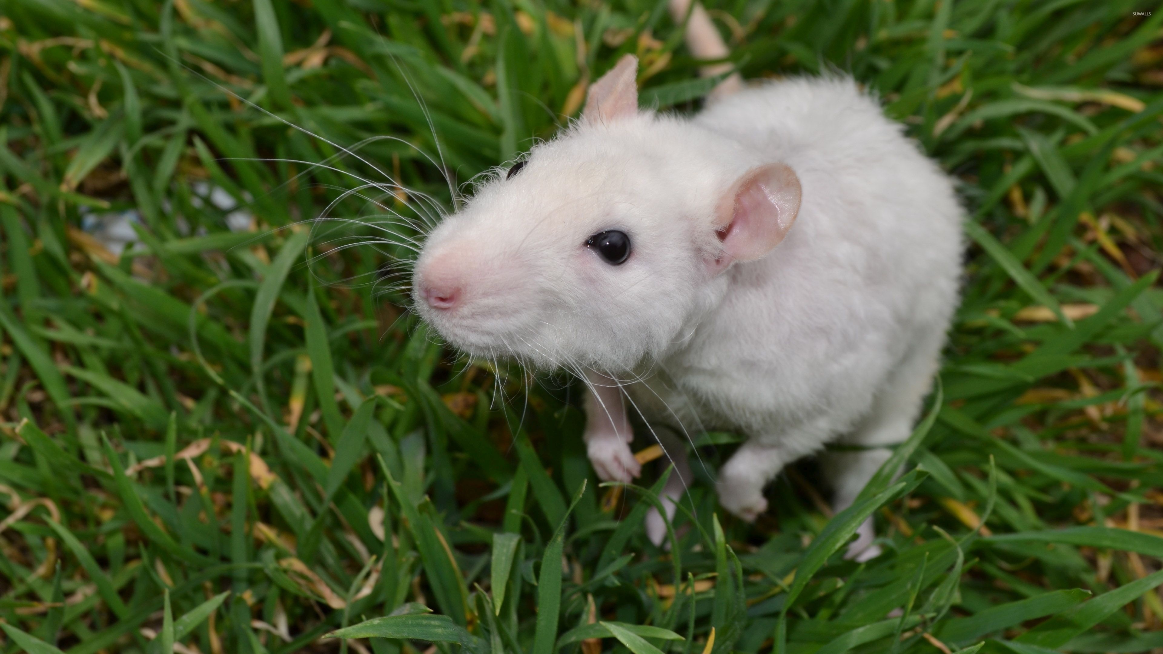 Little white mouse, Grassy habitat, Cute rodents, Animal wallpapers, 3840x2160 4K Desktop