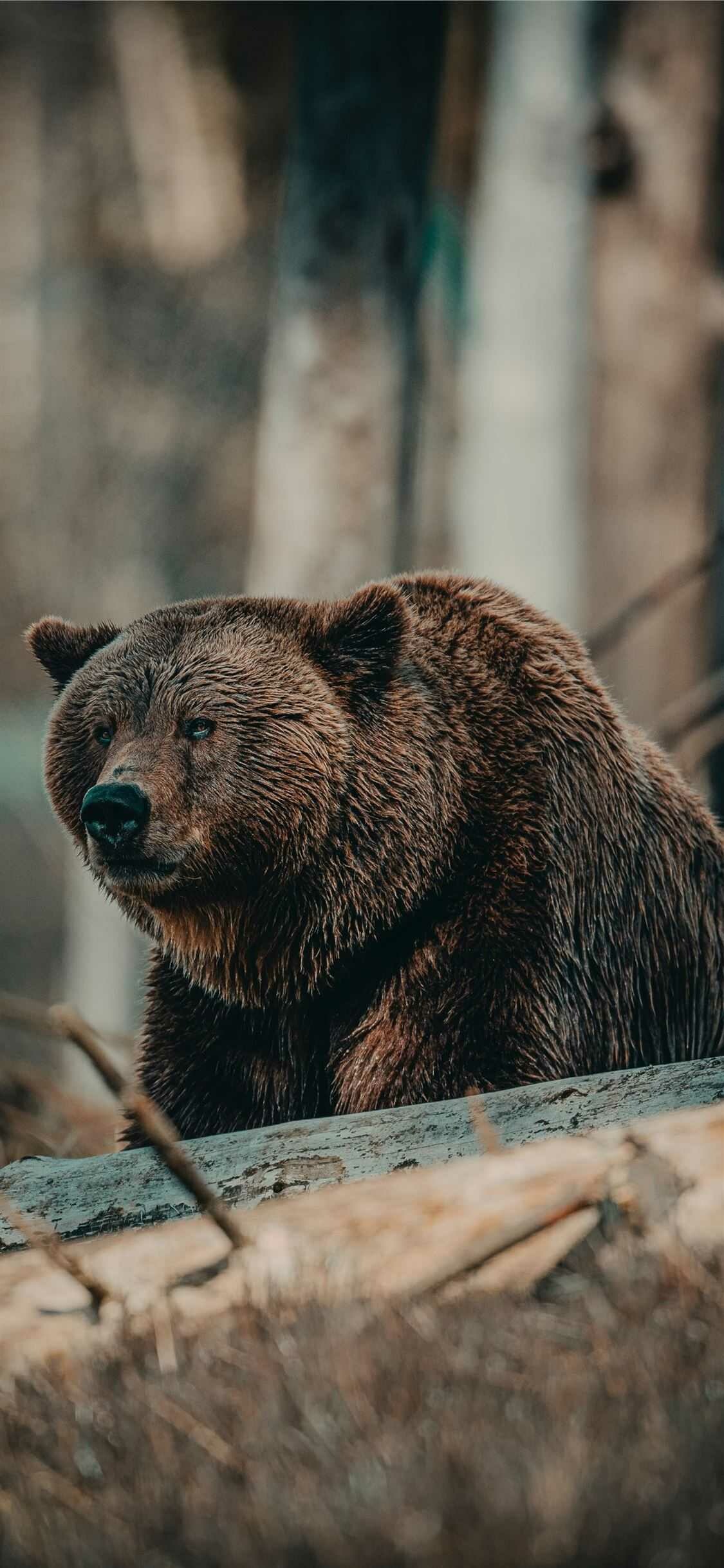 Bear: Carnivoran mammals, The family Ursidae. 1130x2440 HD Background.