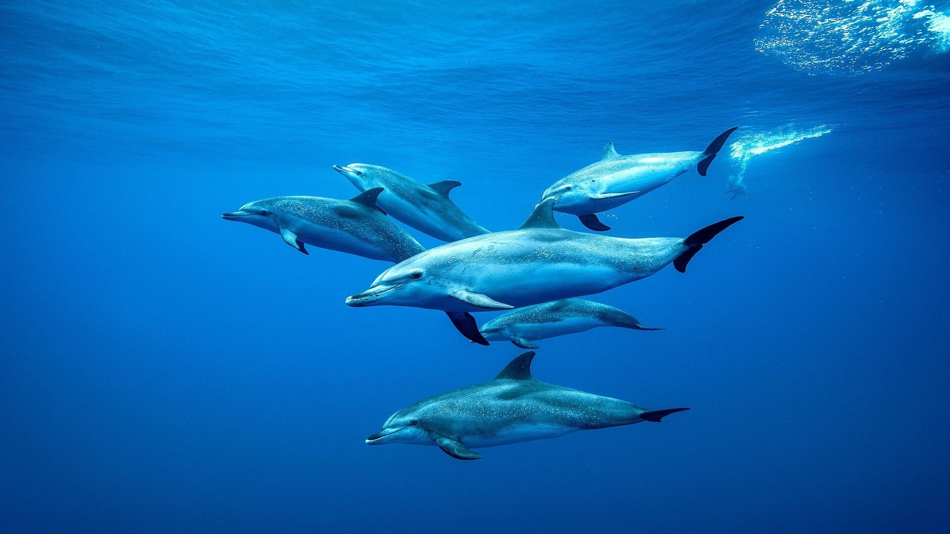 Dolphin: A Pod Of Dolphins Swimming, Underwater. 1920x1080 Full HD Background.