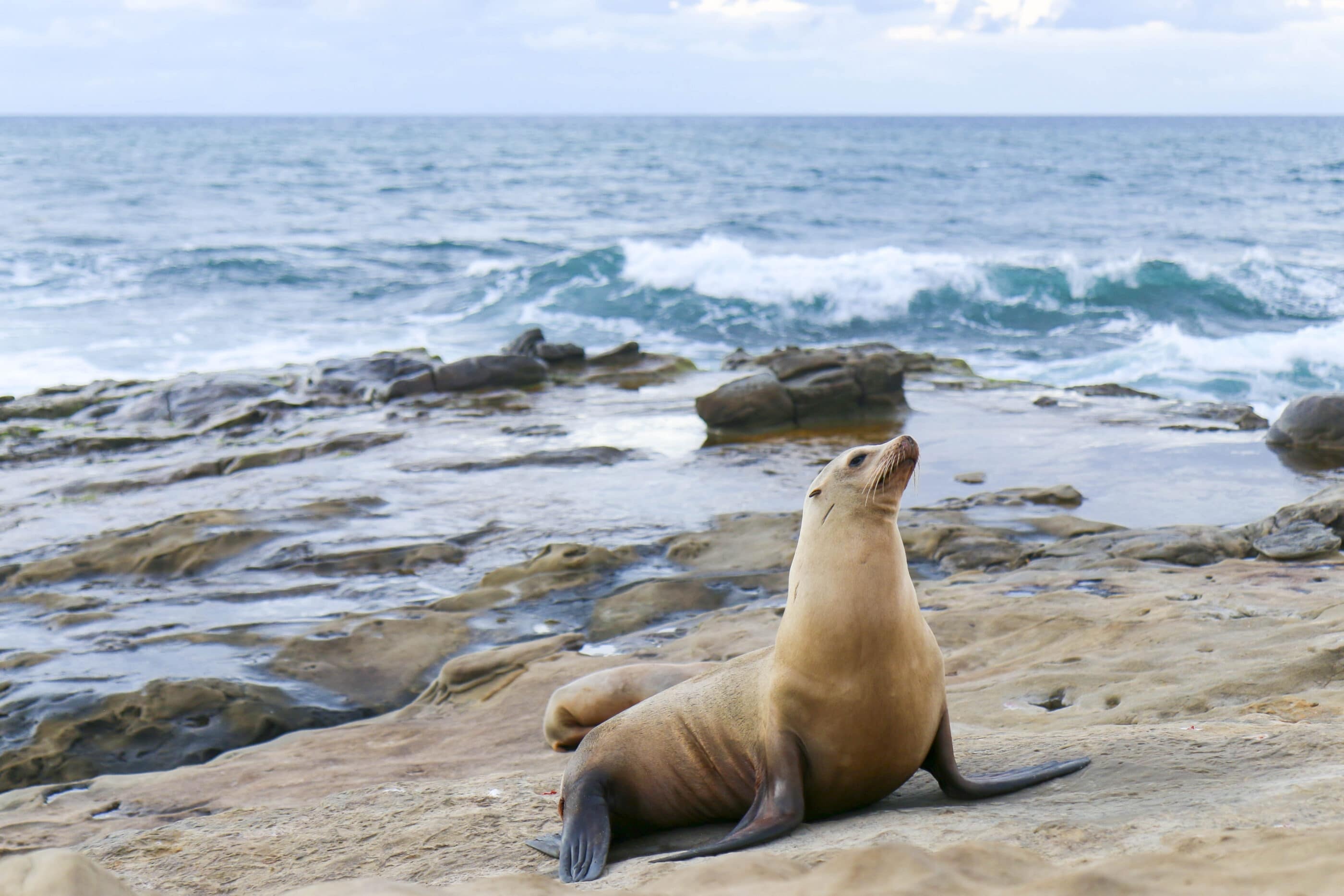 La Jolla seals, Sea lion visit, Map guide, 2800x1870 HD Desktop