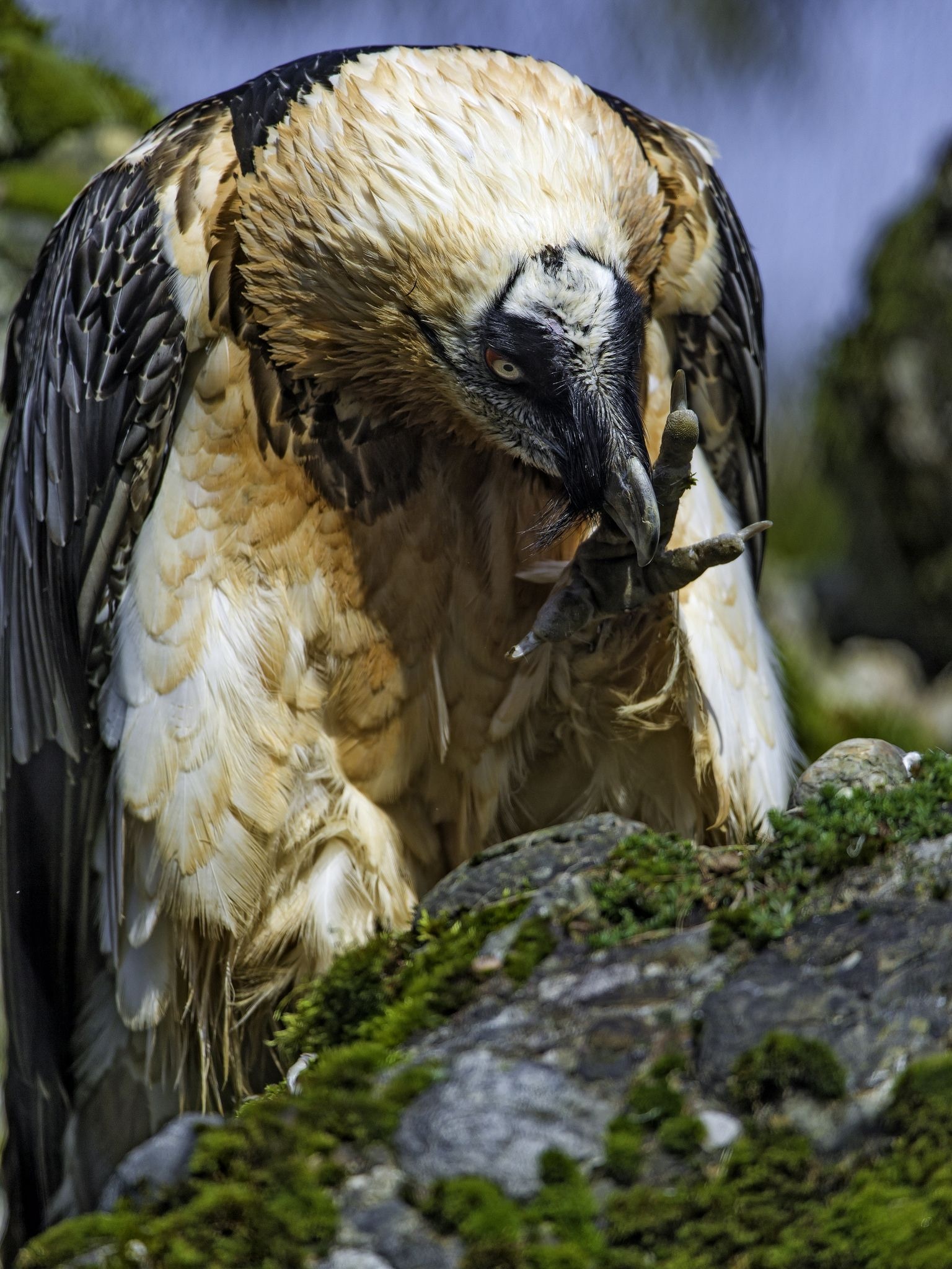 Bearded Vulture, Birds accipitriformes eagles, Birds new world, Eagles, 1540x2050 HD Handy