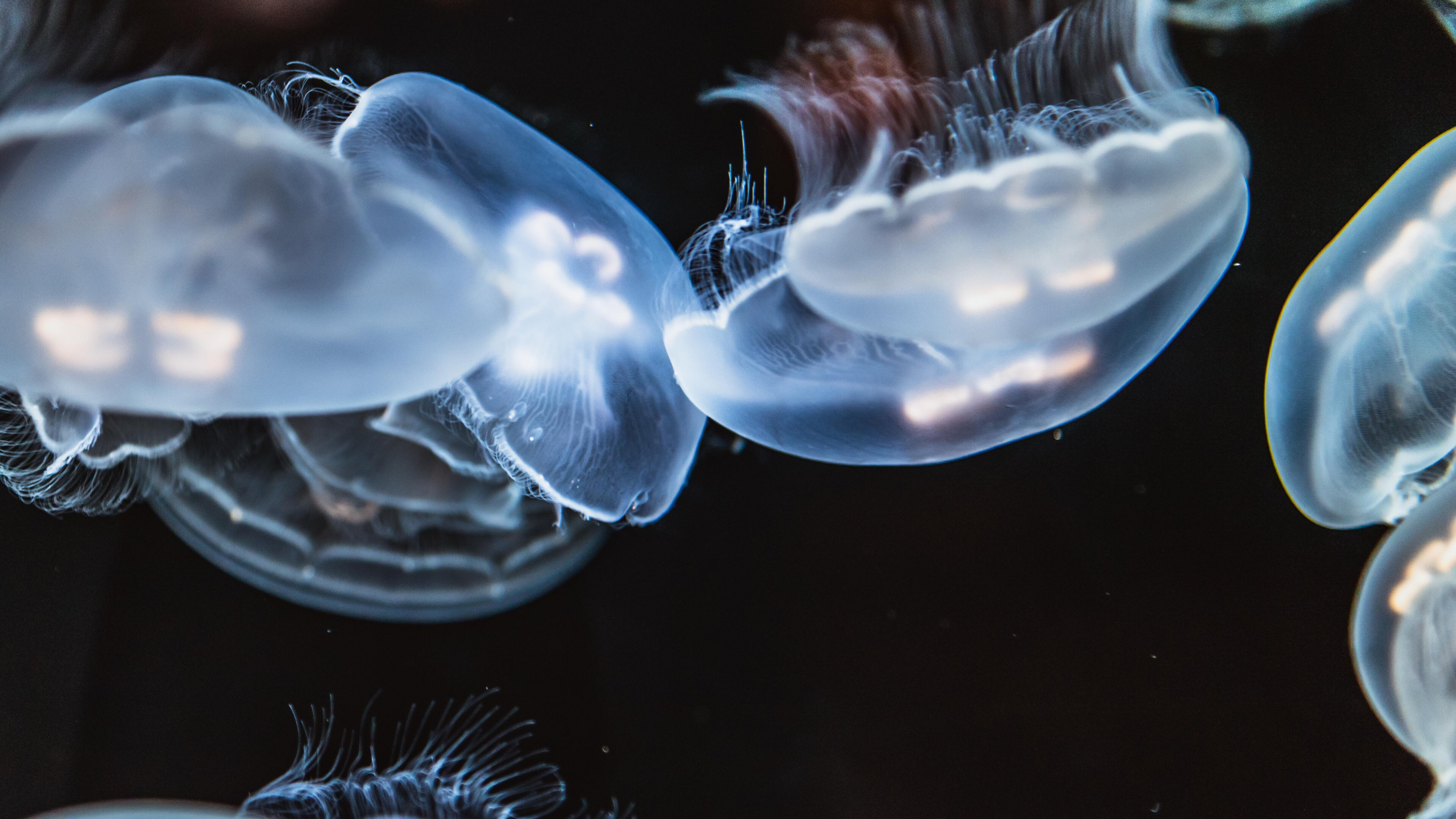 Glowing Jellyfish: Aquatic life, Aequorea victoria, A bioluminescent hydrozoan hydromedusa. 3840x2160 4K Wallpaper.