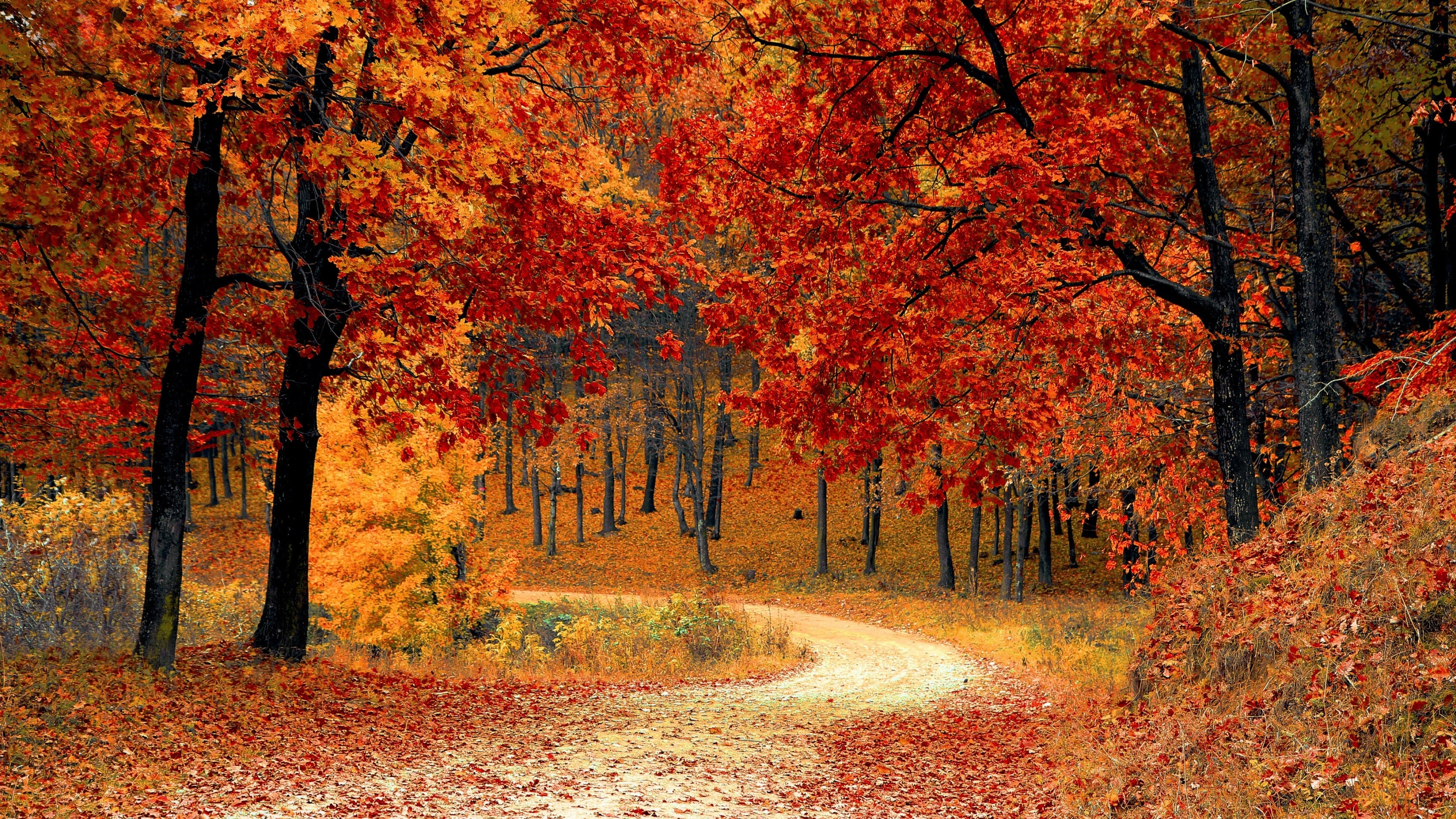 Red leaf spectacle, Autumn pathway, Season's richness, Cool retreat, October dream, 3840x2160 4K Desktop