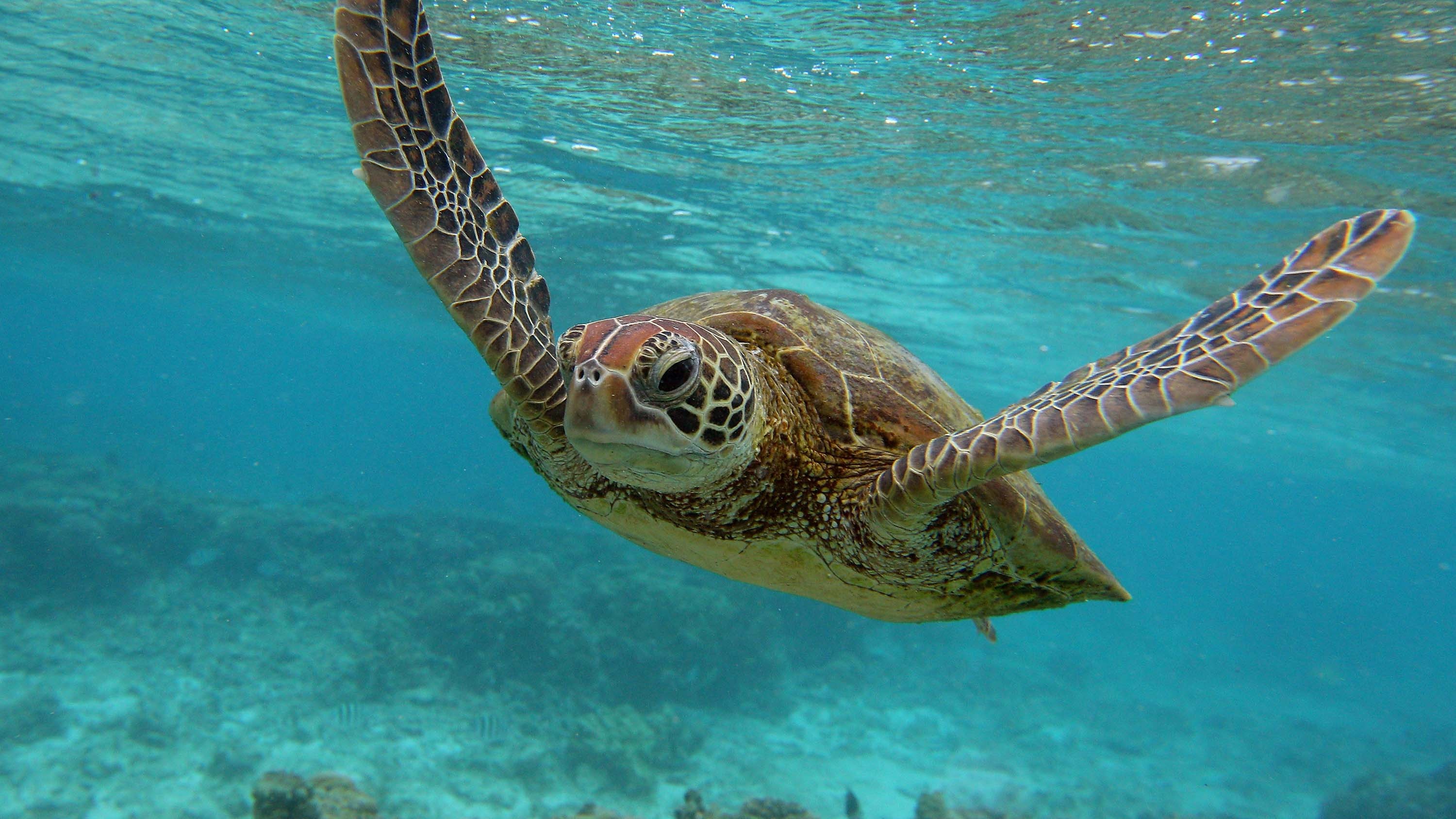 Microplastics found, New research, Every sea turtle, Sea turtle, 3000x1690 HD Desktop