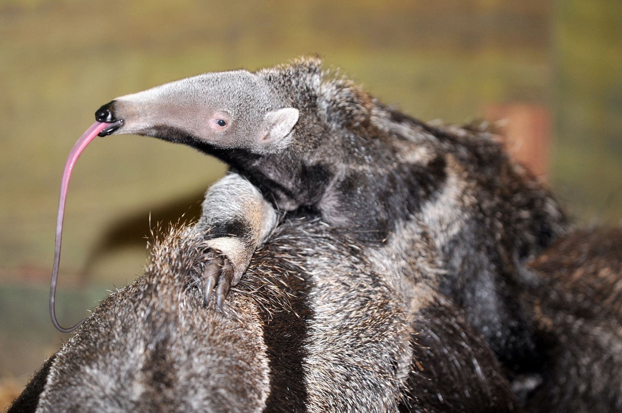 Baby anteater, Giant anteater, Weird animals, Animals, 2150x1430 HD Desktop