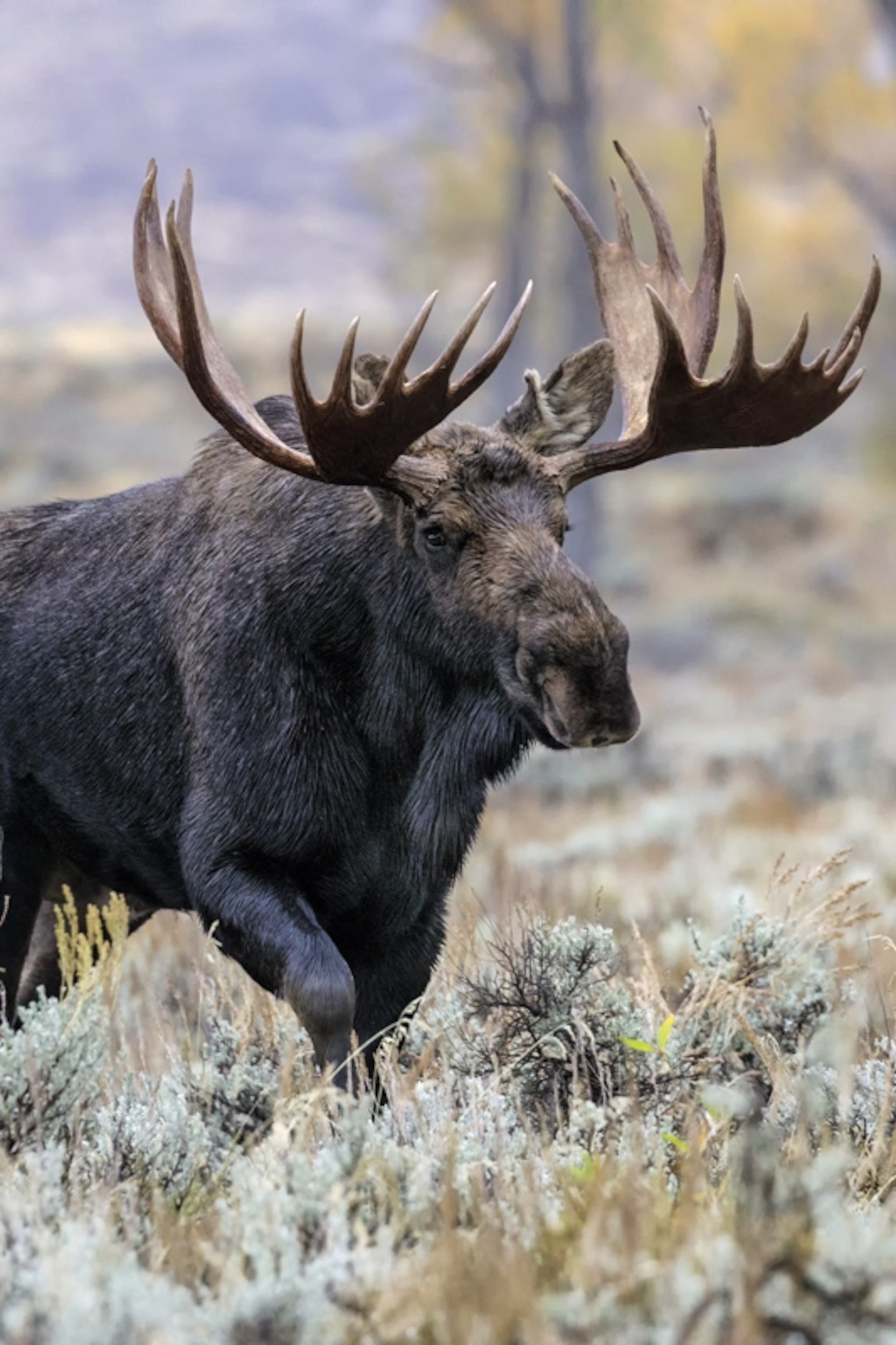 Moose, Winter wonderland, Majestic moose, Scenic beauty, 2050x3080 HD Phone