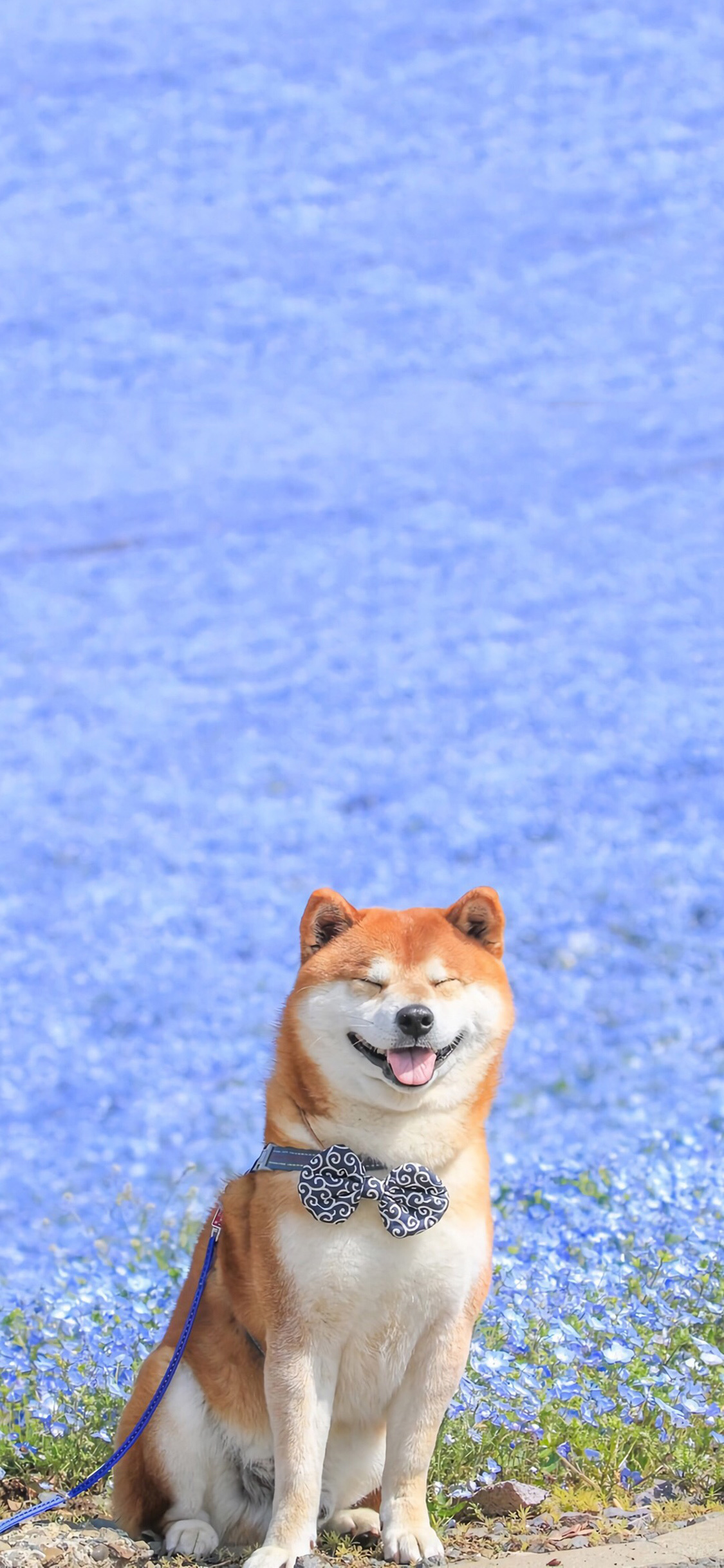 Hokkaido Dog, Akita dog smile wallpaper, 1130x2440 HD Phone