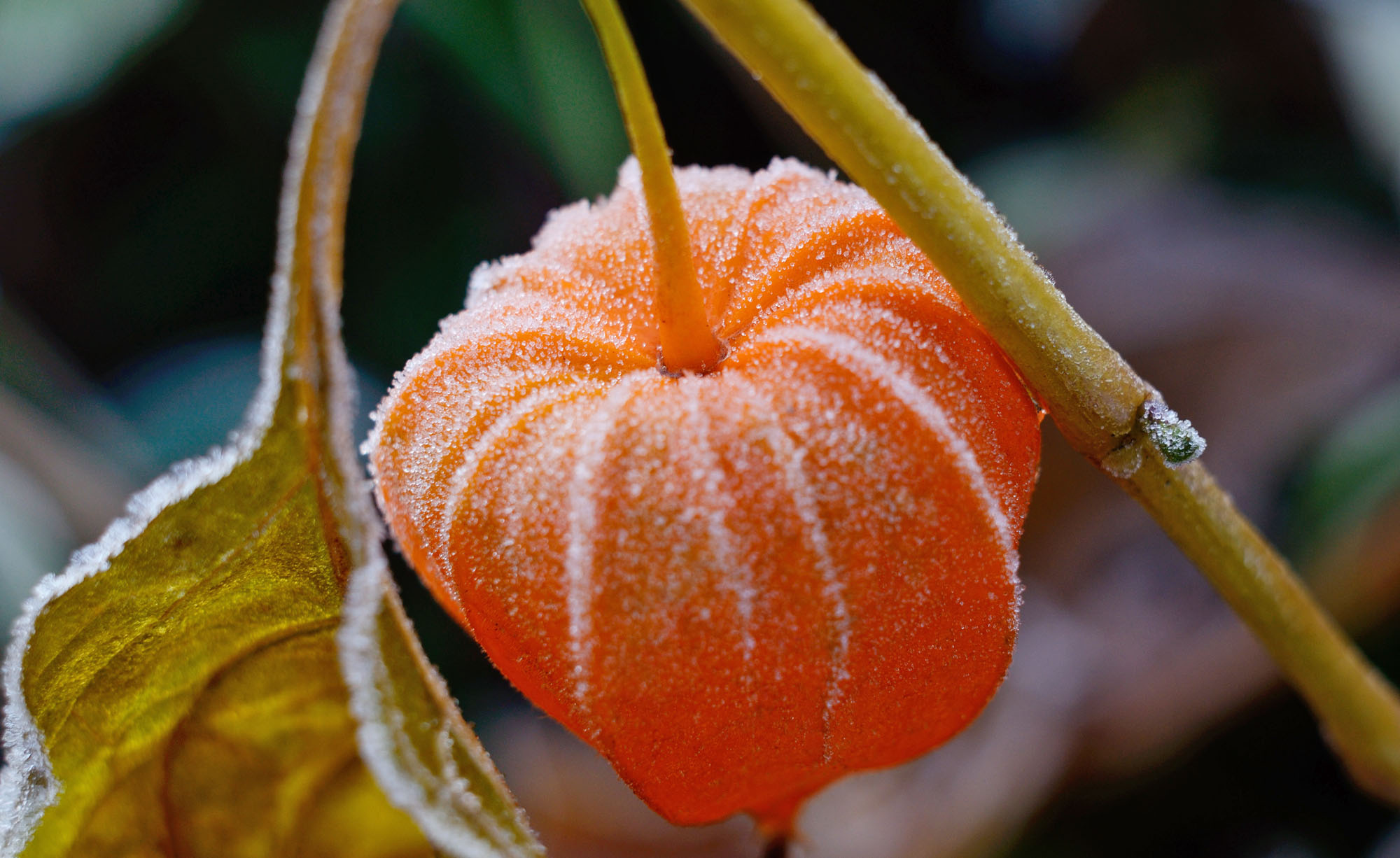 Physalis: The plant is native to Mexico and Central America. 2000x1230 HD Wallpaper.