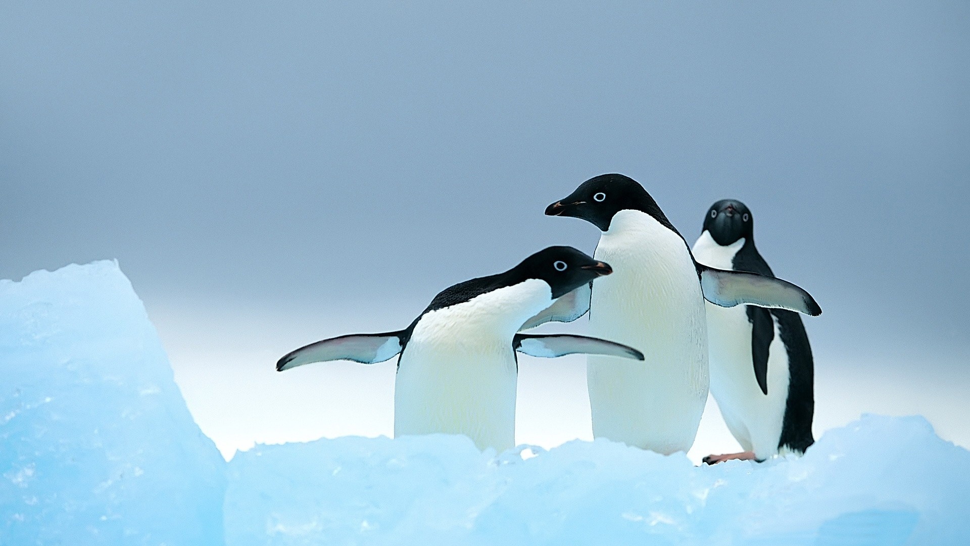 Cute penguins, Kawaii art, Adorable desktops, Penguin lovers' delight, 1920x1080 Full HD Desktop